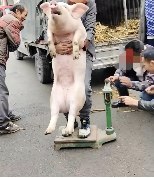 古有曹冲冲象,今有男子抱猪称重!