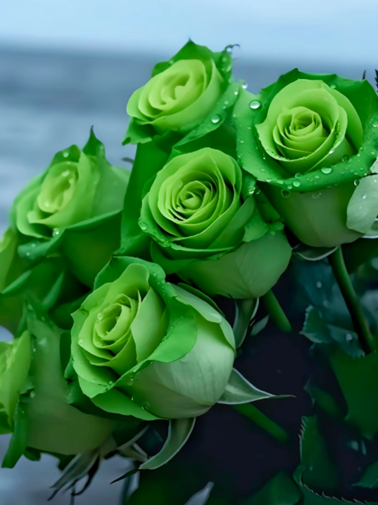 无论是绿玫瑰还是绿玫瑰葡萄,它们都是人们用智慧和创意创造出来的