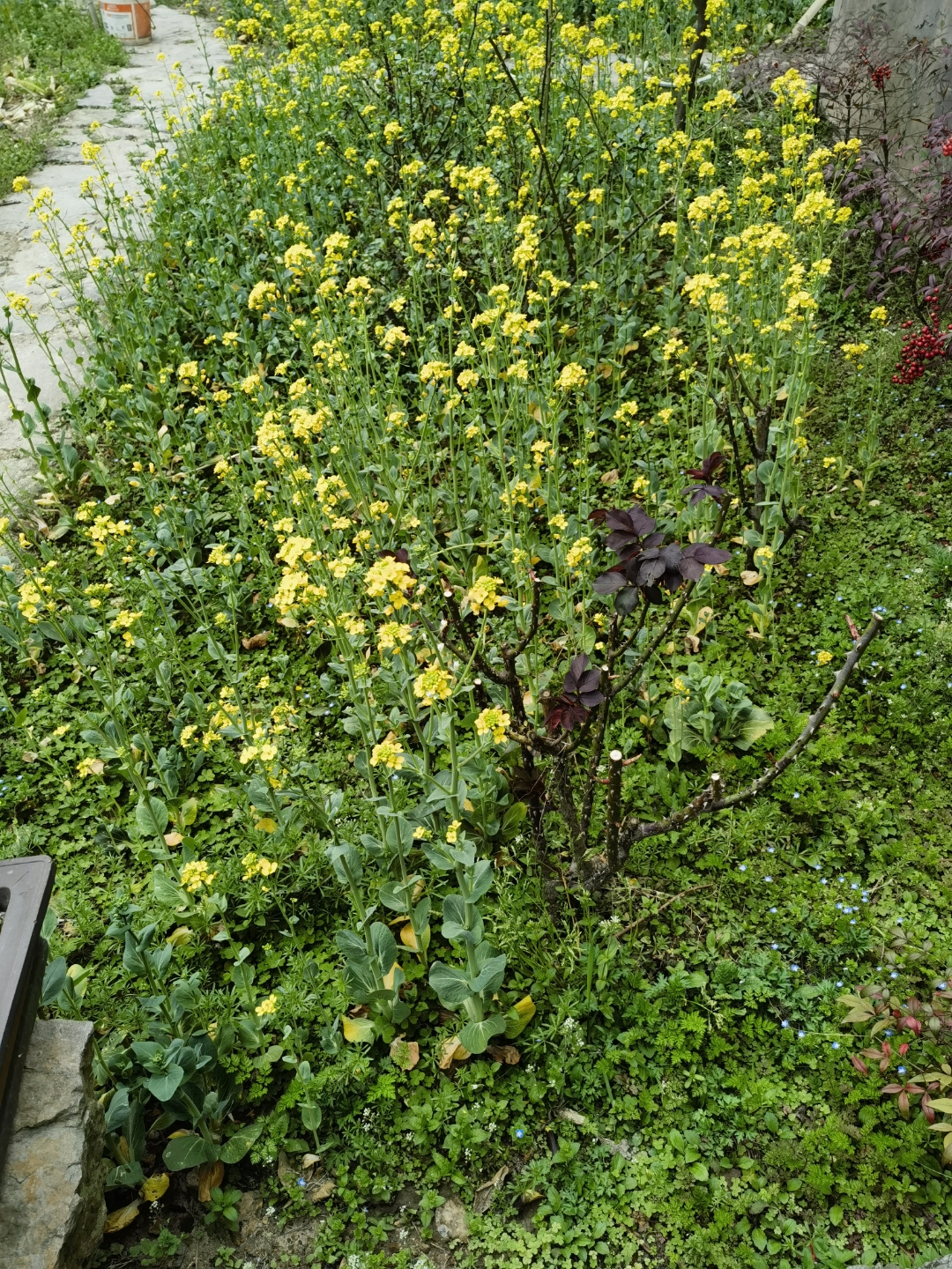 春日的花园,生机勃勃～我的家  油菜花黄澄澄,桃花红艳艳,茶花红白