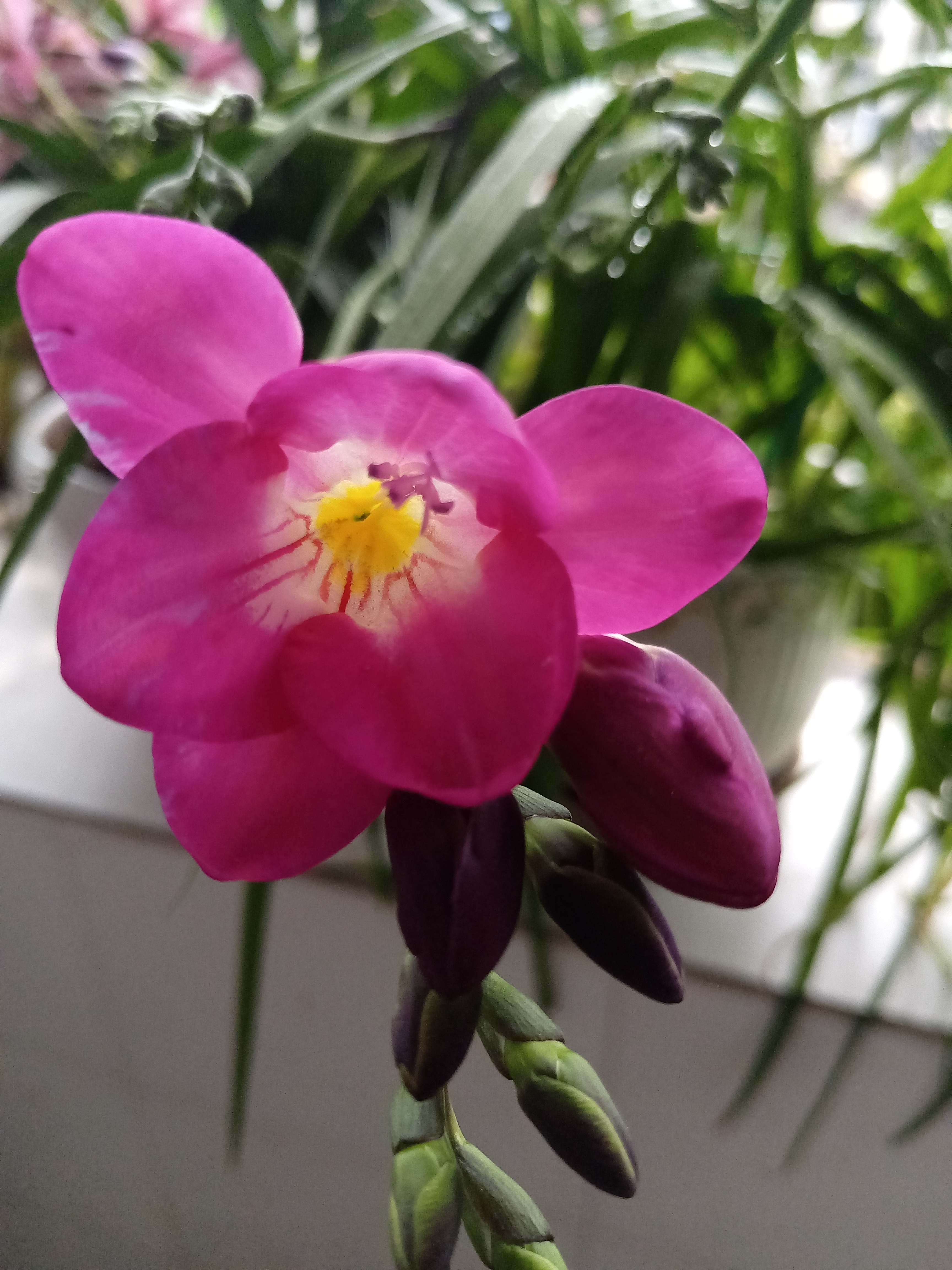 我家香雪兰开花了,好漂亮