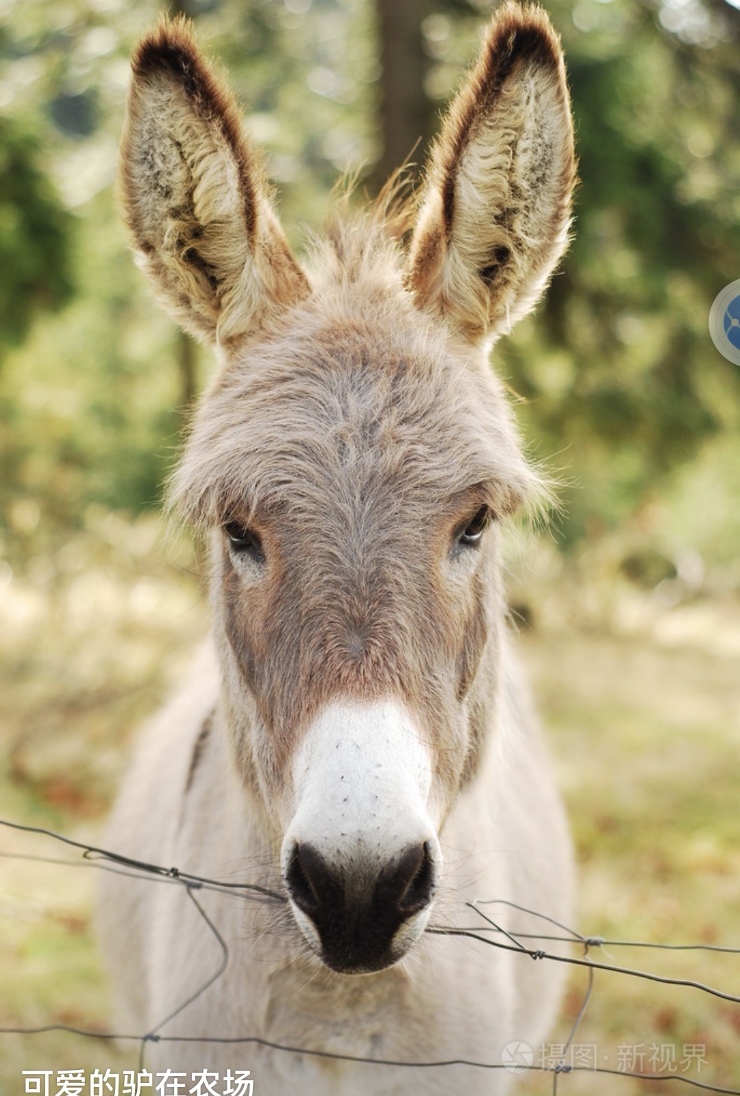 【全世界都在对号入座】 几乎轰动世界的刀郎歌曲《罗刹海市》事件,有