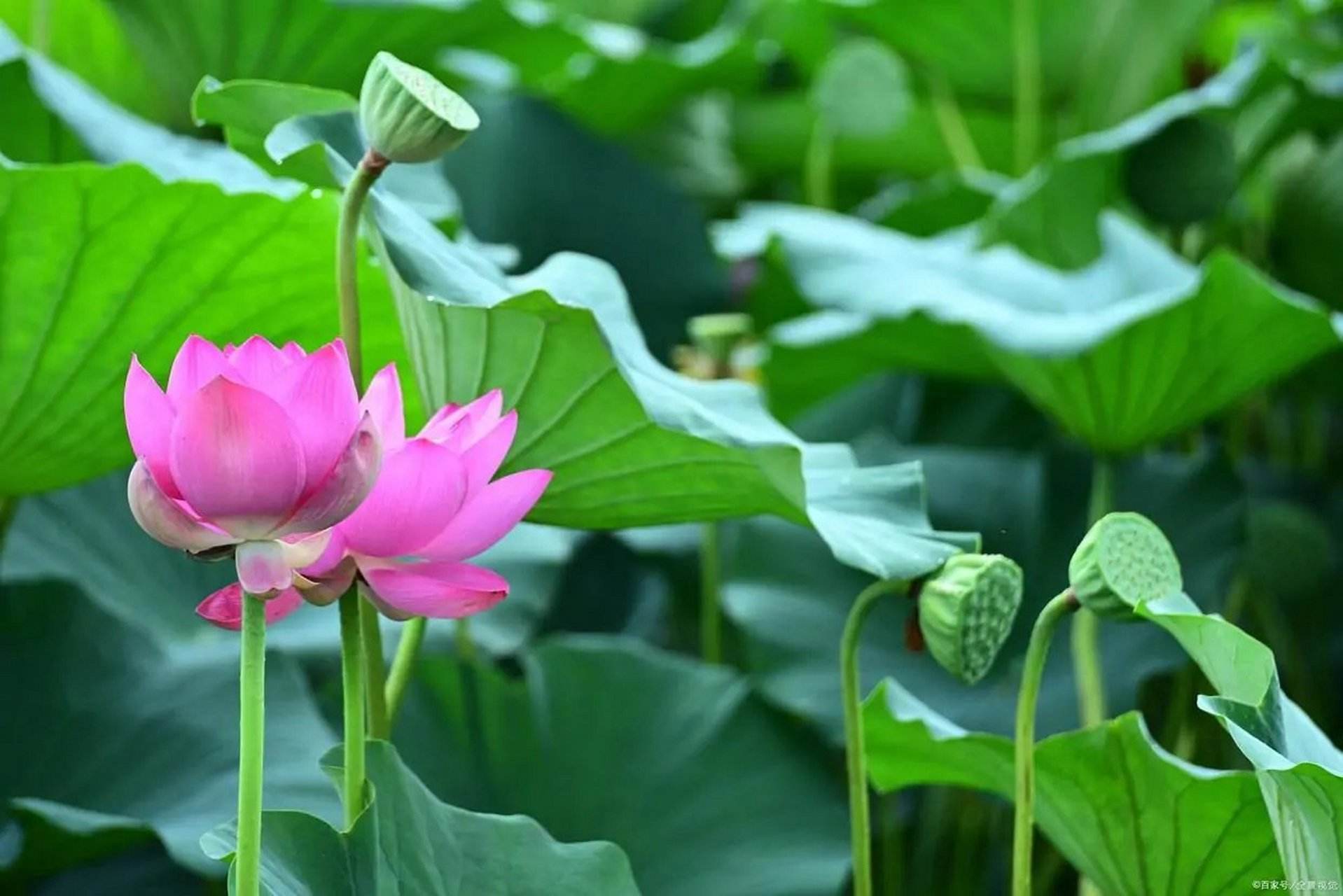 传佛心法在世如来# 阿弥陀佛这四个字的含义是什么?  一.