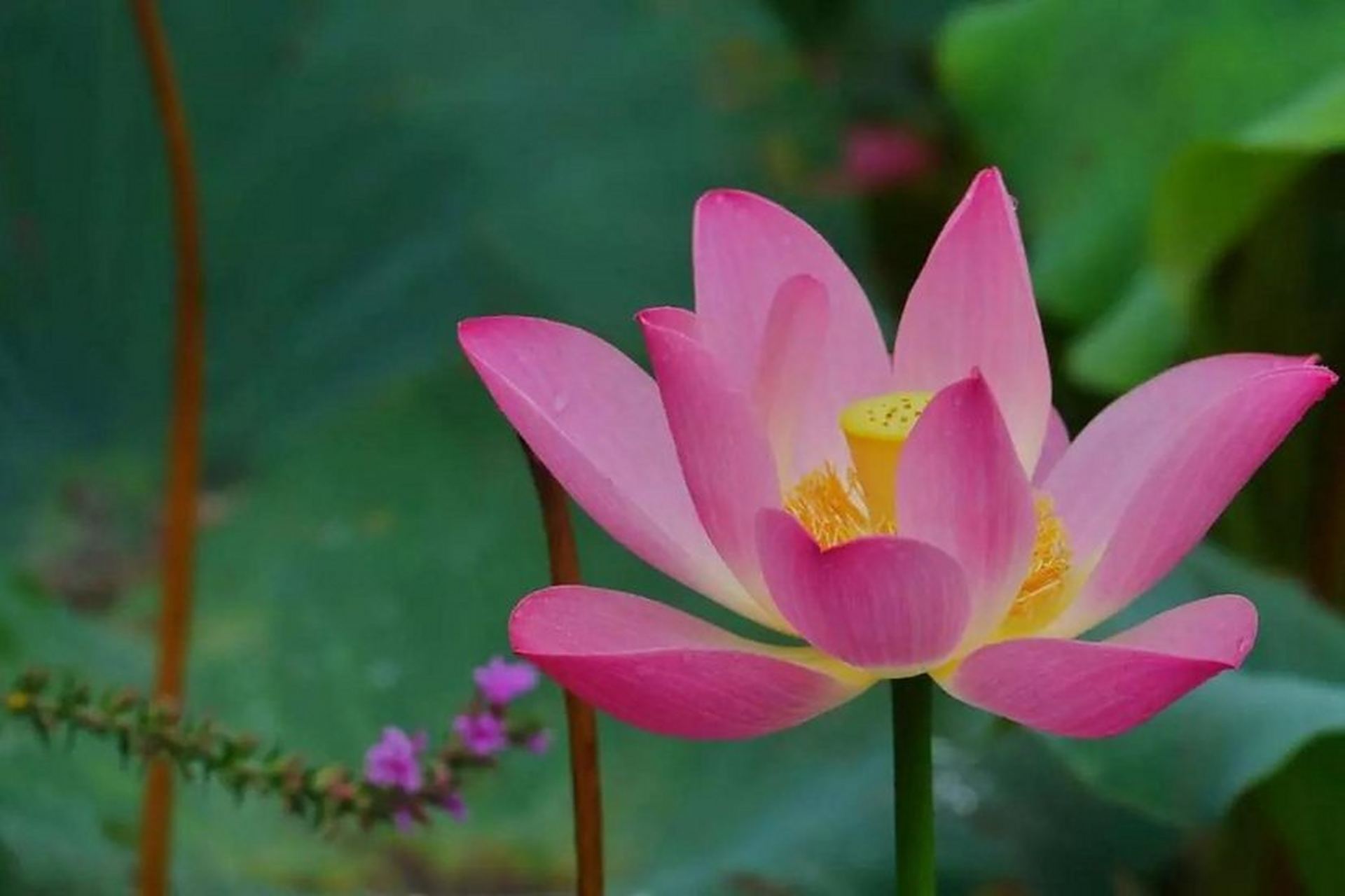 传佛心法在世如来# 阿弥陀佛这四个字的含义是什么?  一.