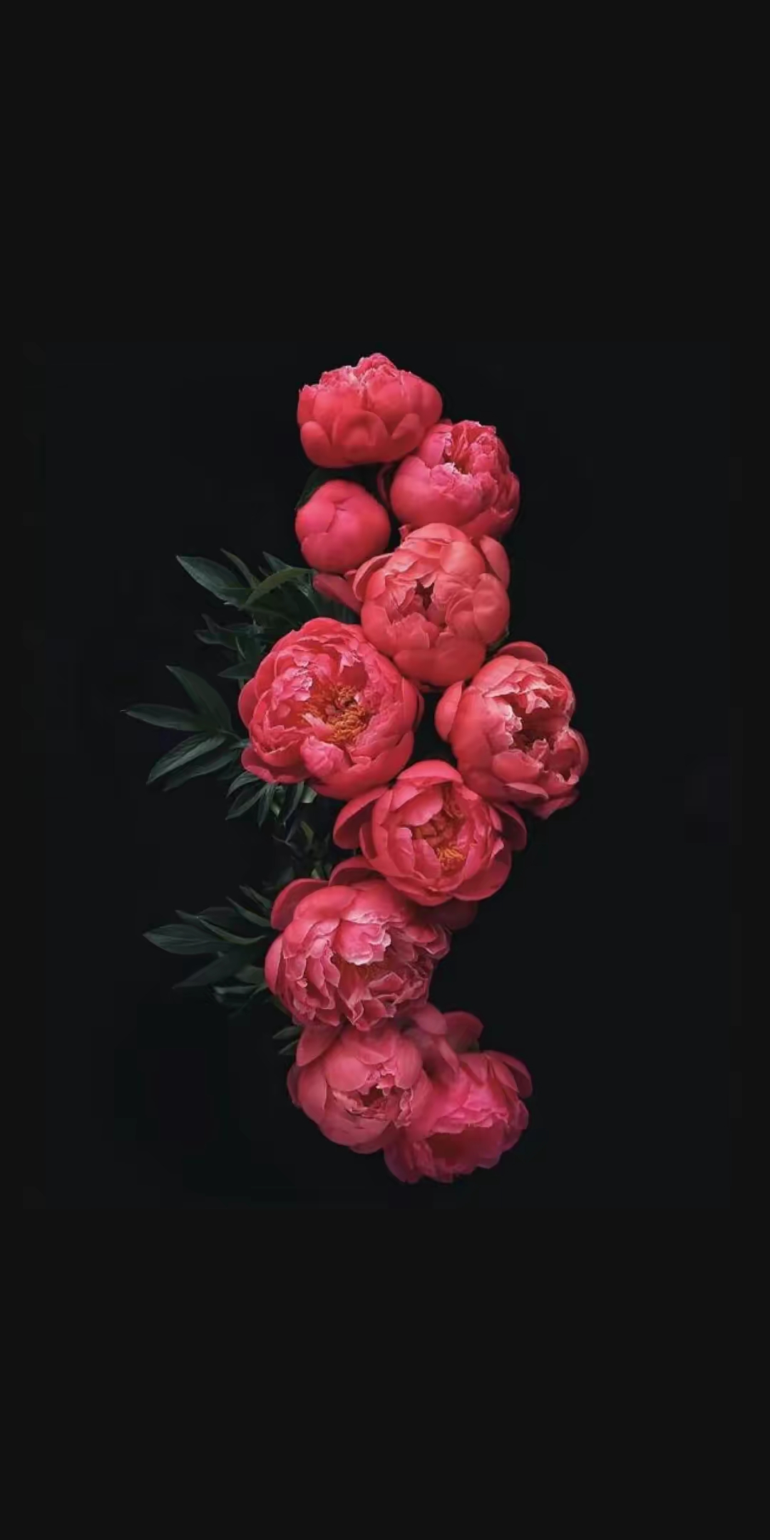 每一朵花都有它的舞台,每一个我们都有自己的光芒.