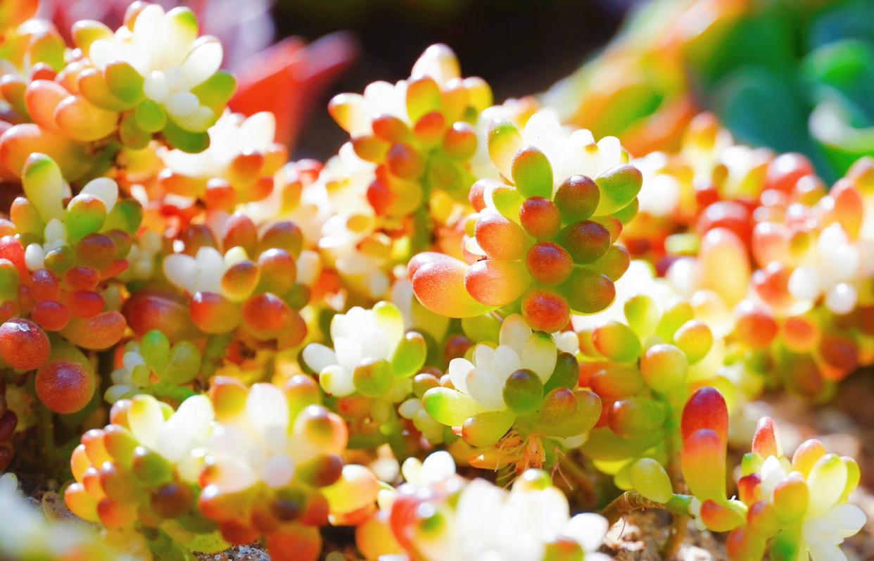 绿叶间红白斑点,犹如少女的脸庞,娇羞又可爱.