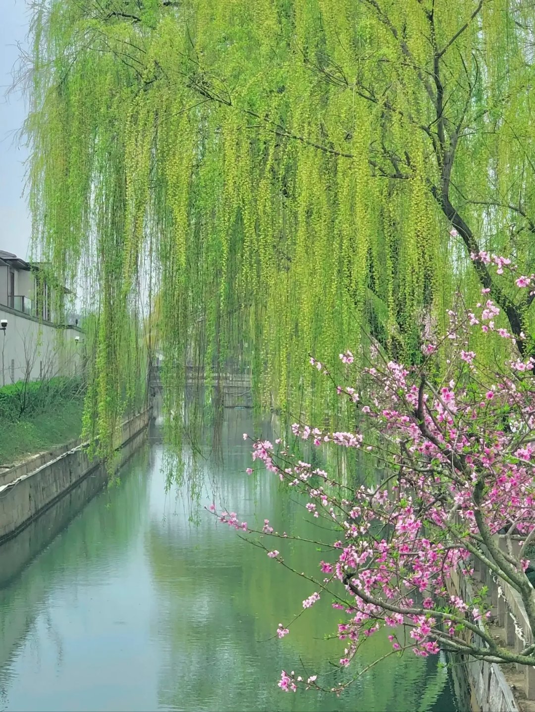 柳丝轻垂,似舞者曼妙的裙摆,随风轻舞.