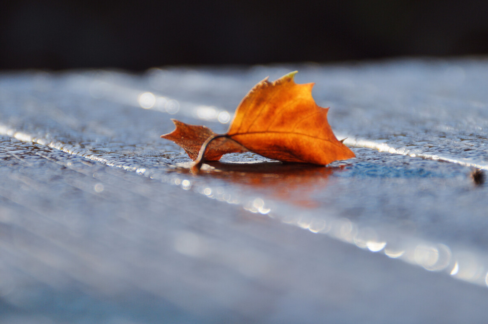 秋叶落  秋风秋雨秋水长, 寒叶寒露寒凝霜.
