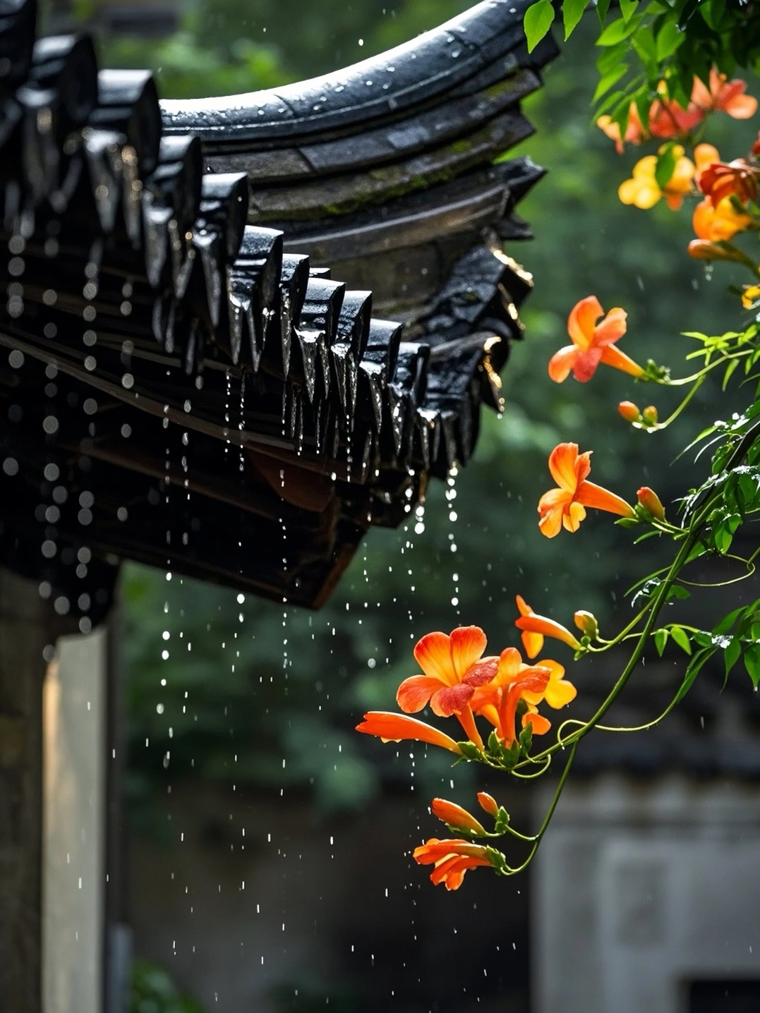 雨落如珠帘,花倚屋檐下……