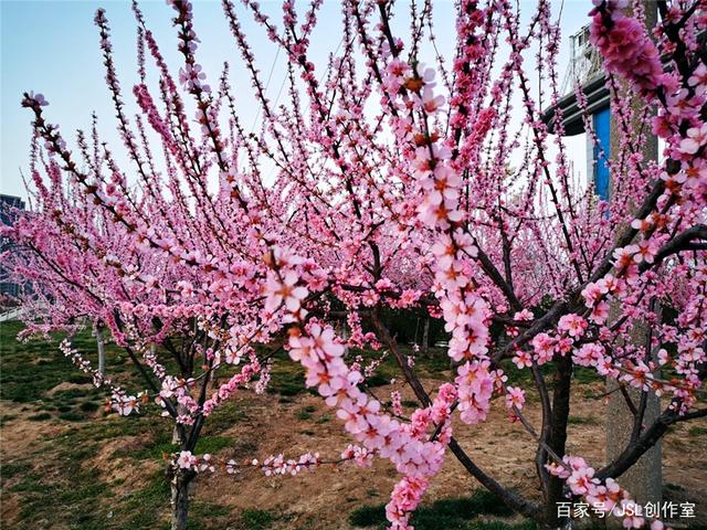 淡粉色梅花树品种图片