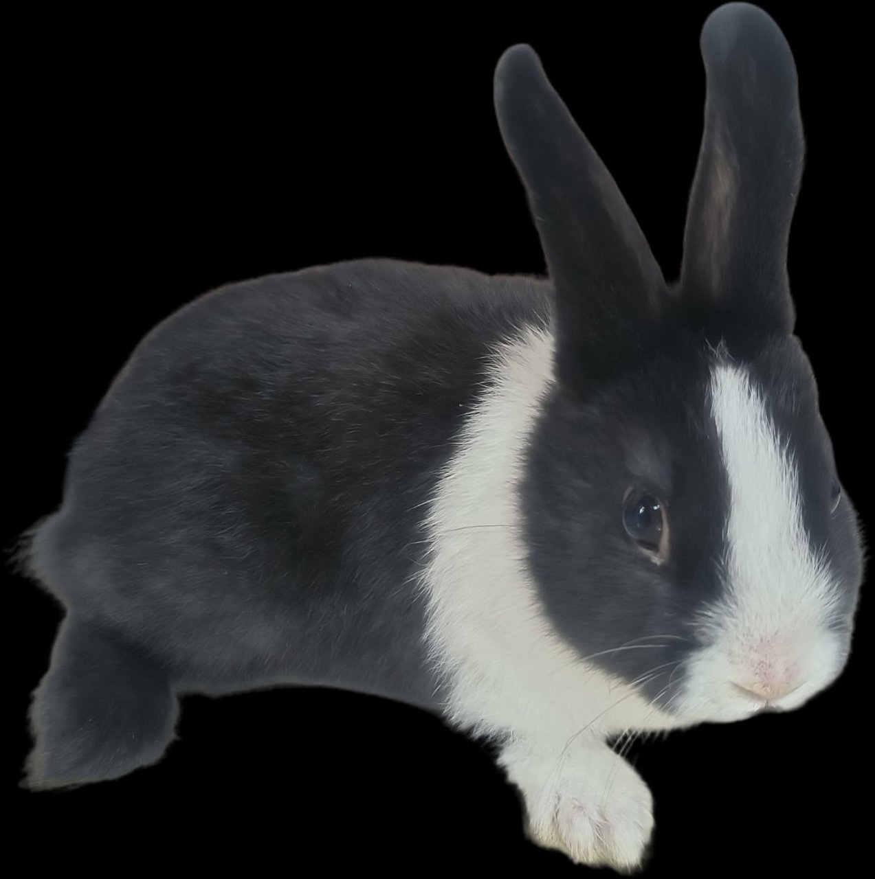 92 这只黑白相间的兔子,简直美得让人窒息!