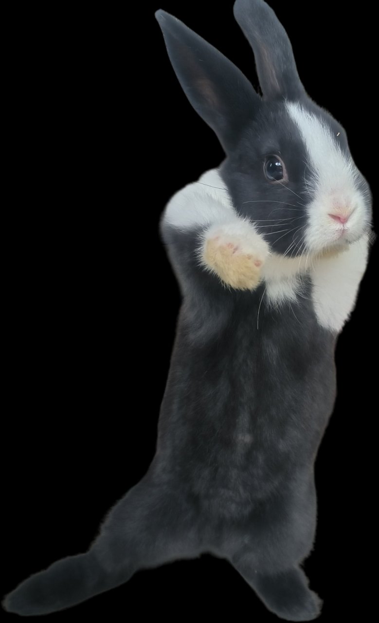 99  它的黑色耳朵与雪白的面部,胸部和前肢相映成趣,仿佛是大自然最