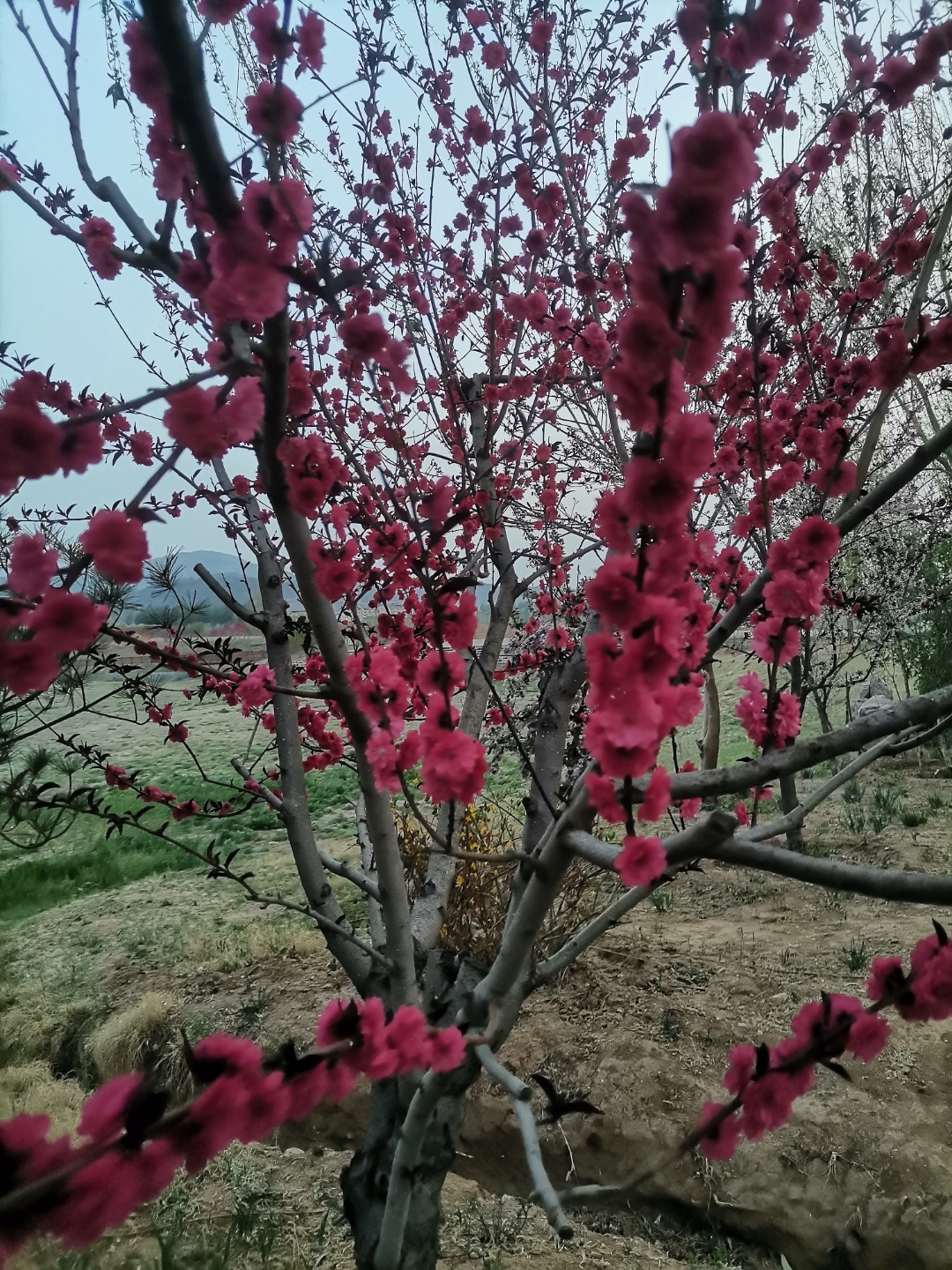 红花碧桃花期图片