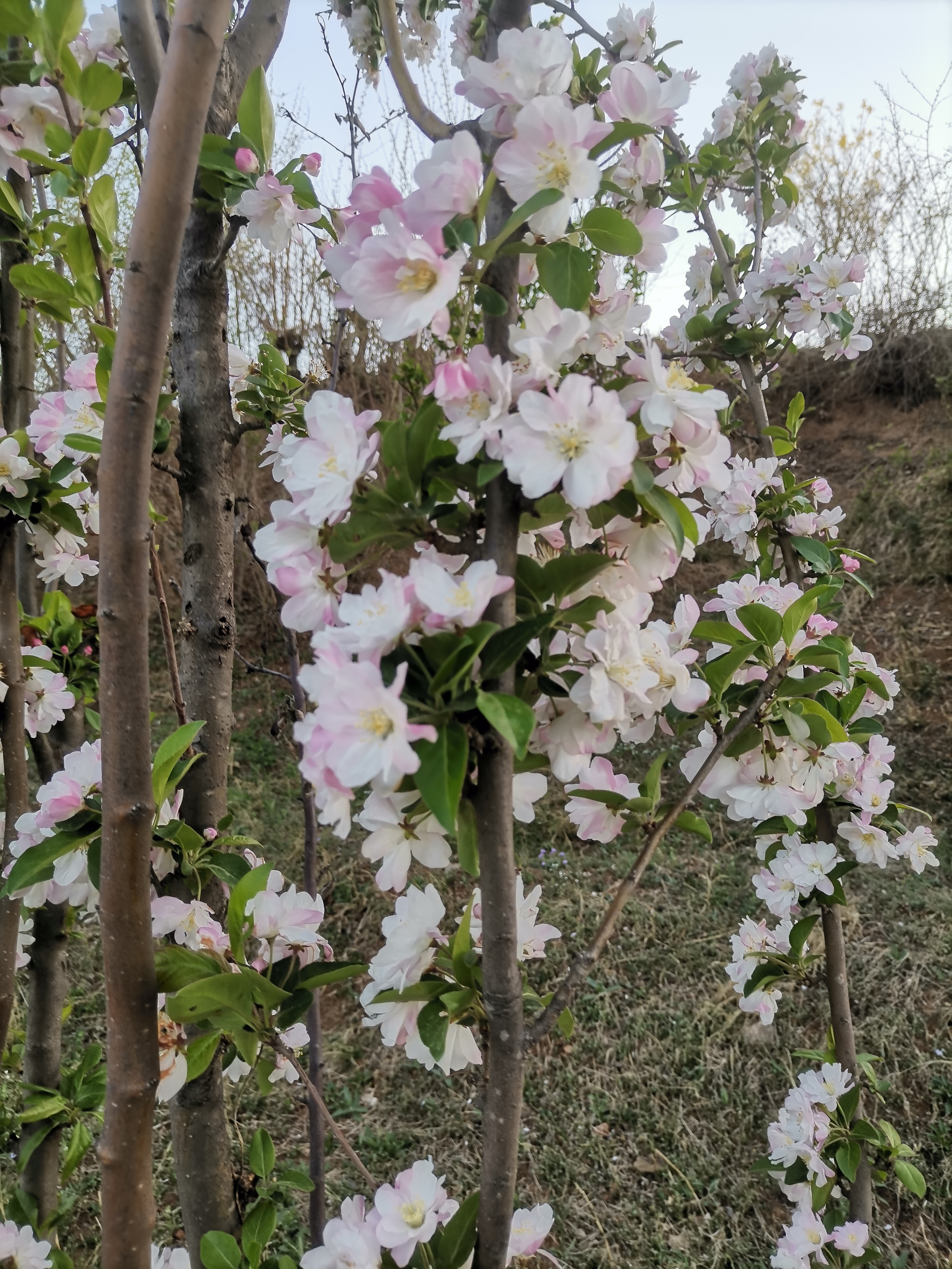 西府海棠真实图片