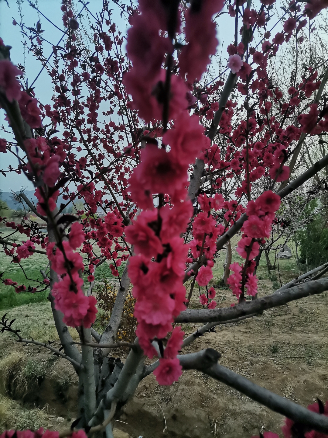 红花碧桃花期图片