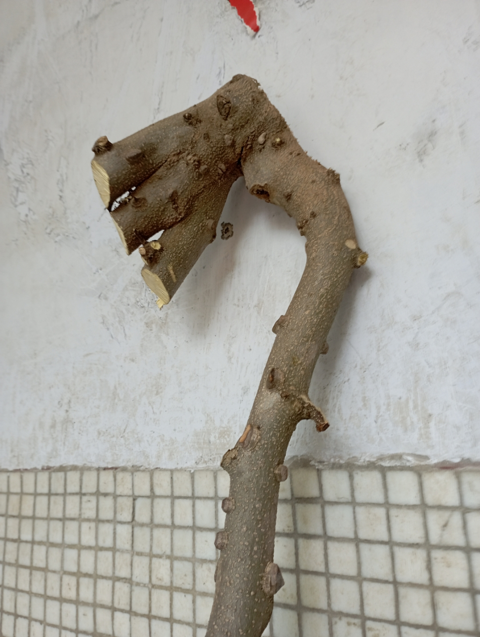 春天里躺一躺#  这根花椒木拐杖像什么?可以雕刻成什么造型?