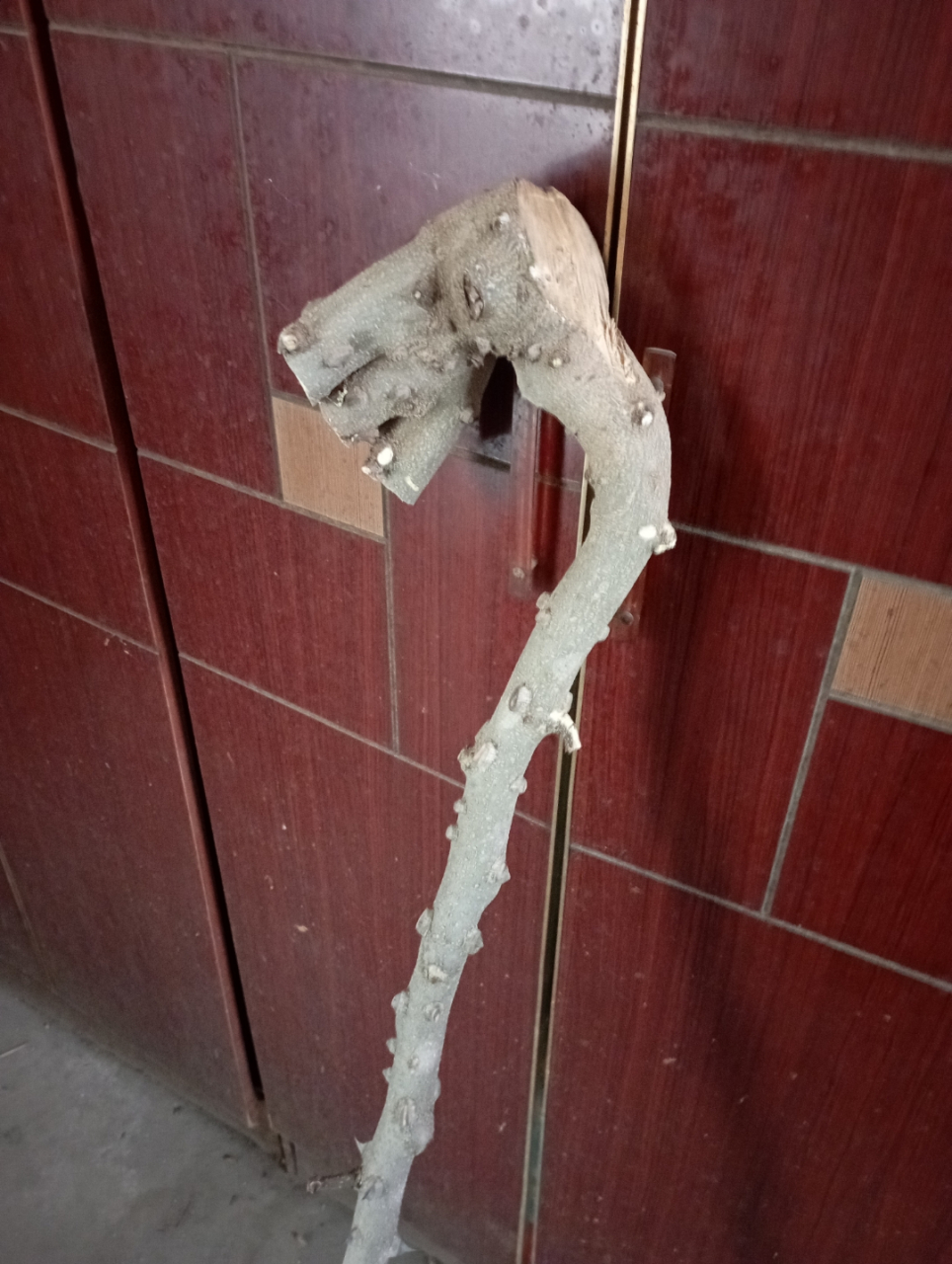 春天里躺一躺#  这根花椒木拐杖像什么?可以雕刻成什么造型?