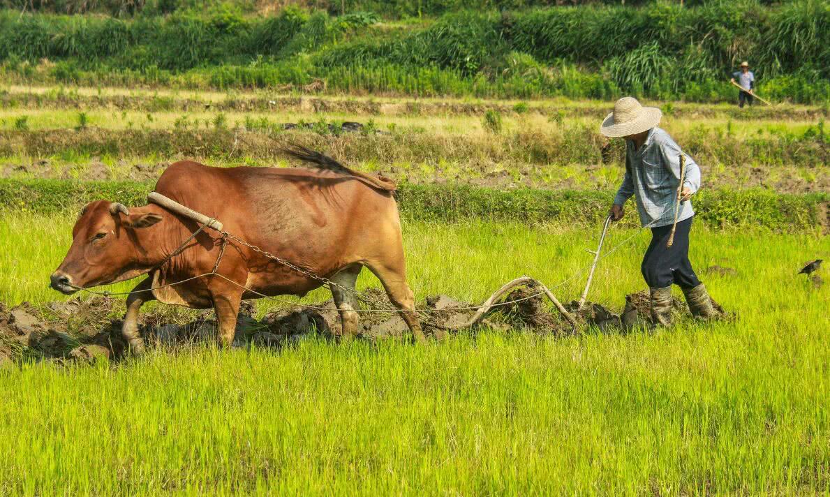 还在耕地 黑色的夜幕降临 主人不走 耕牛不走 最后拉了一托车的铁犁铧
