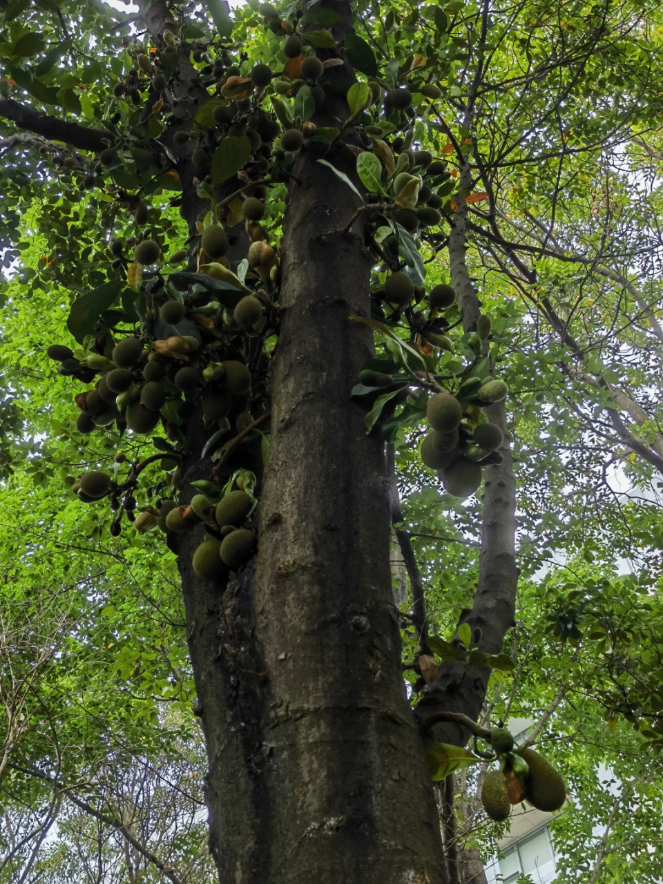 广东吊瓜树图片图片