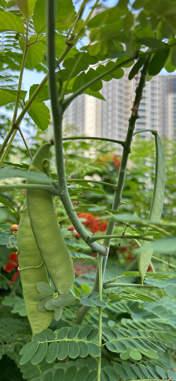 长在树上的豆角和荷兰豆