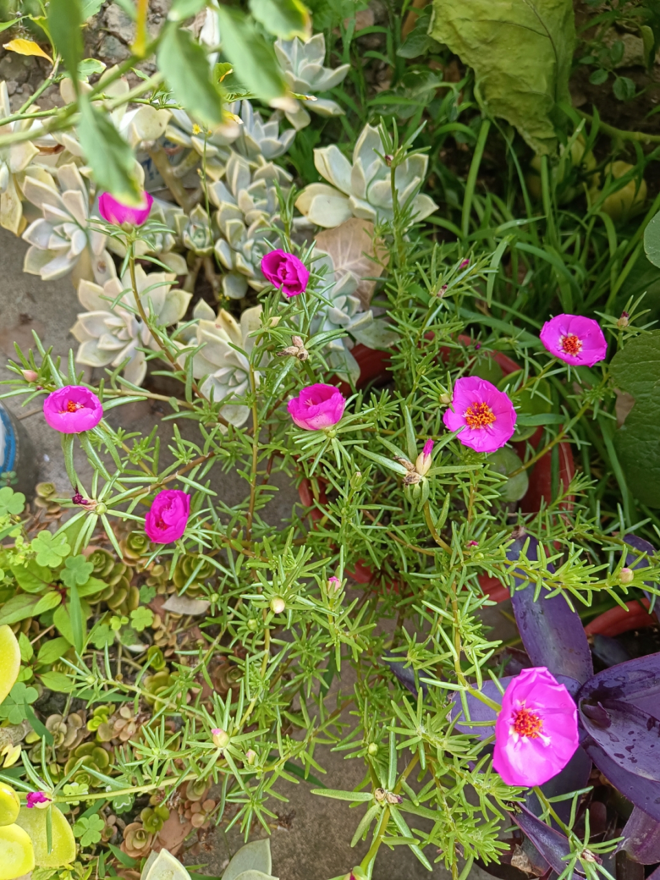 马食菜花图片图片