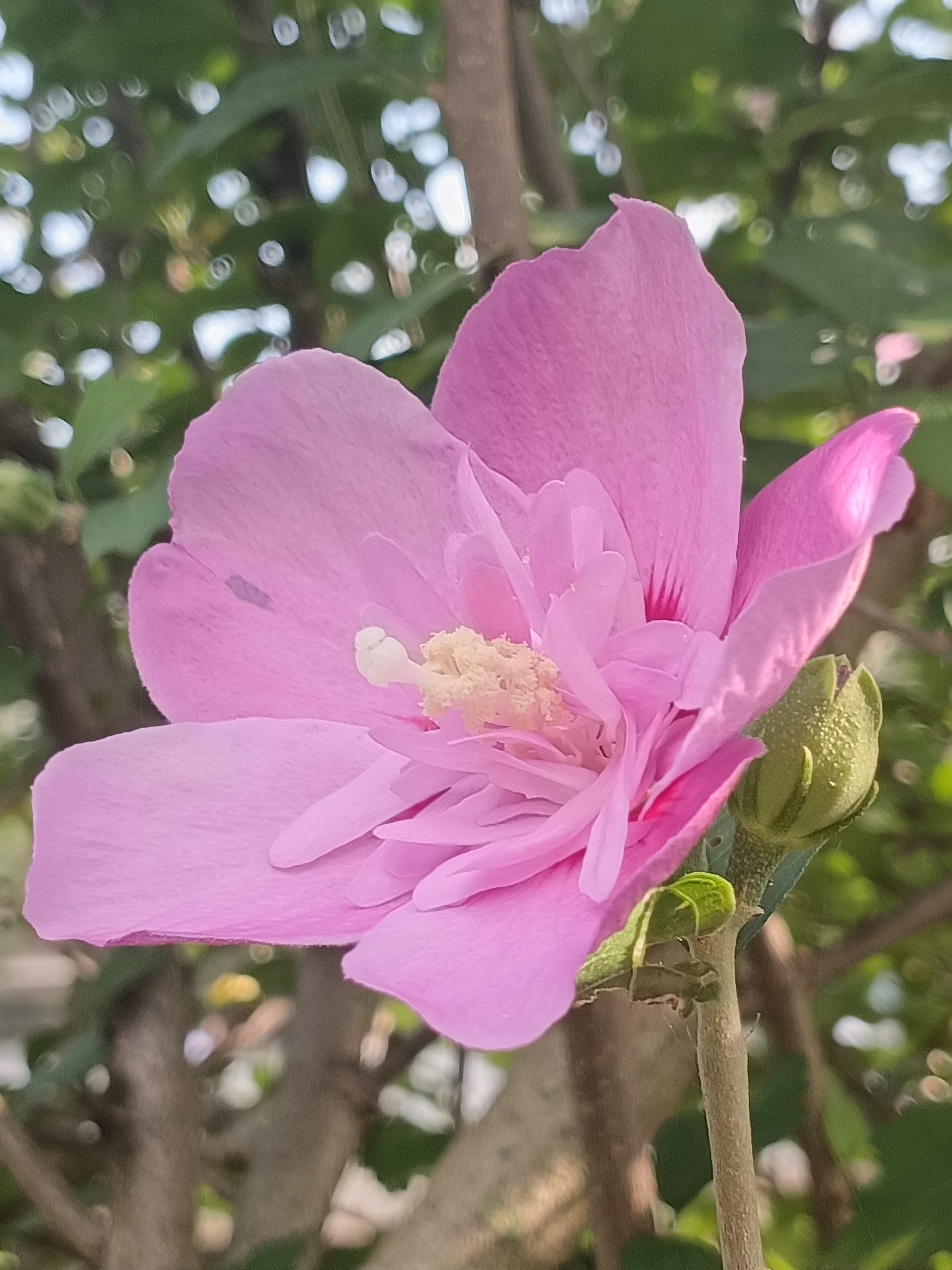 《木槿花赞》木槿花开,淡雅而温婉.