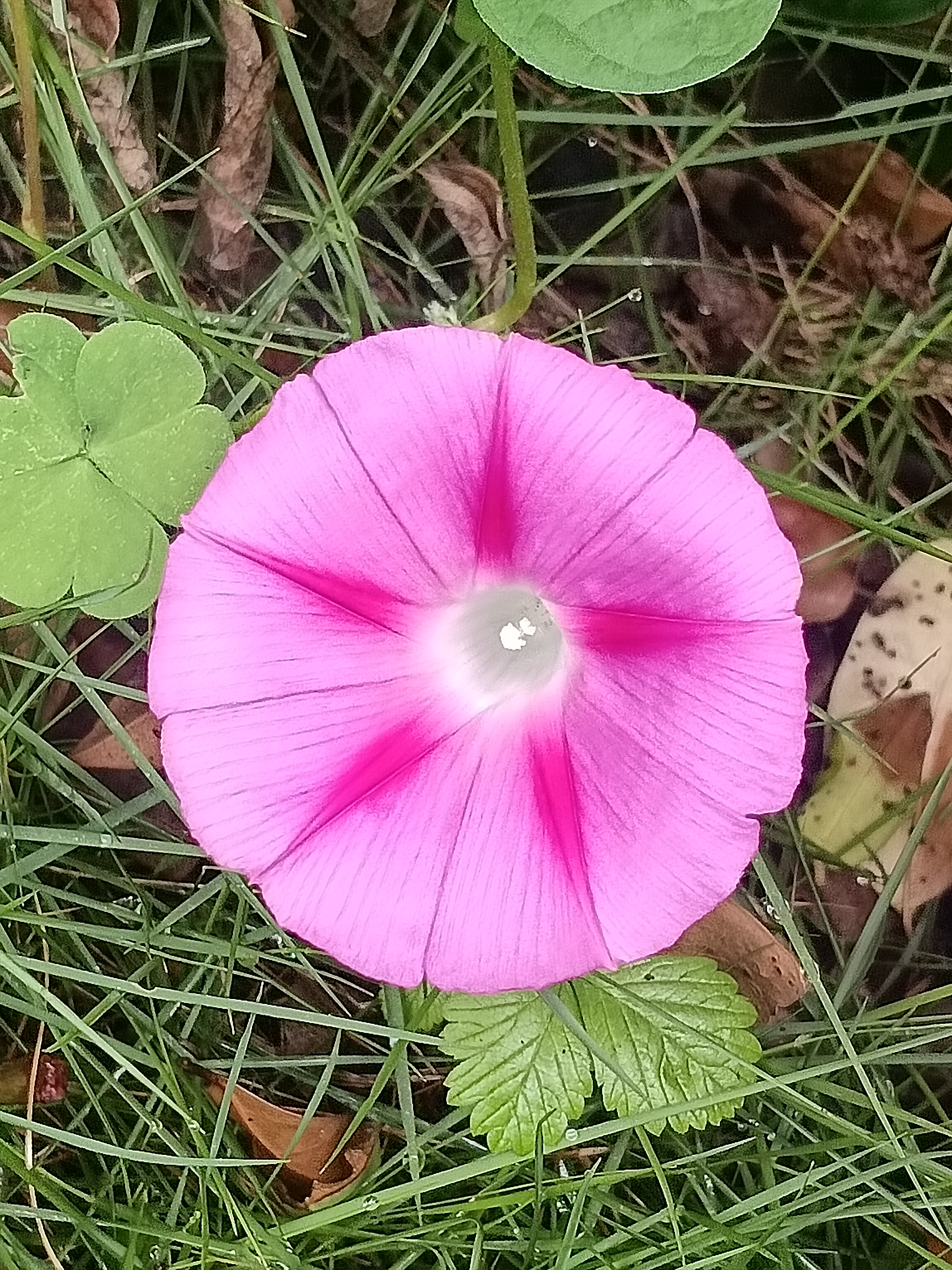 牵牛花花苞像什么图片