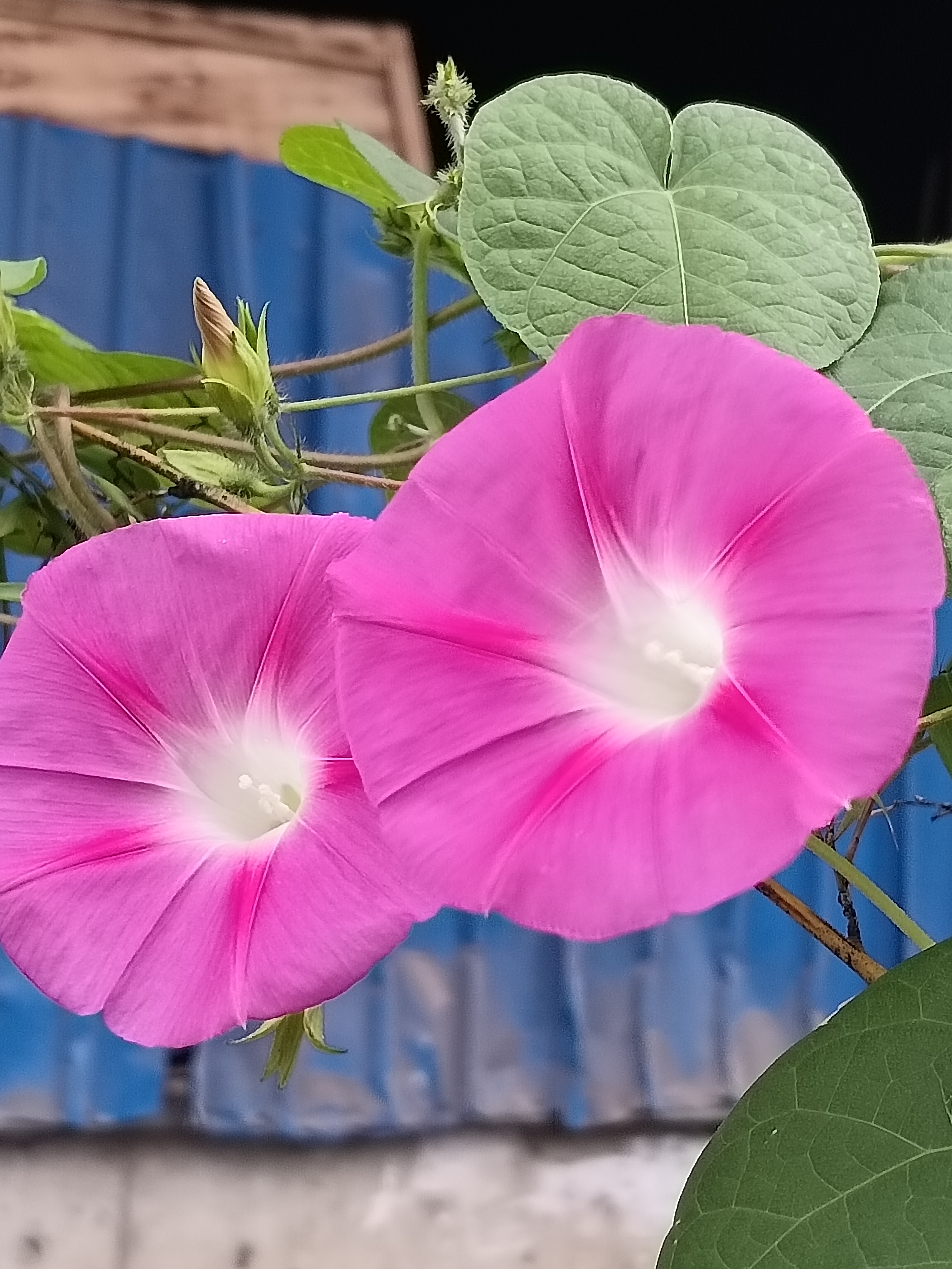 牵牛花,那小小的花朵,总是在晨曦中悄然绽放.
