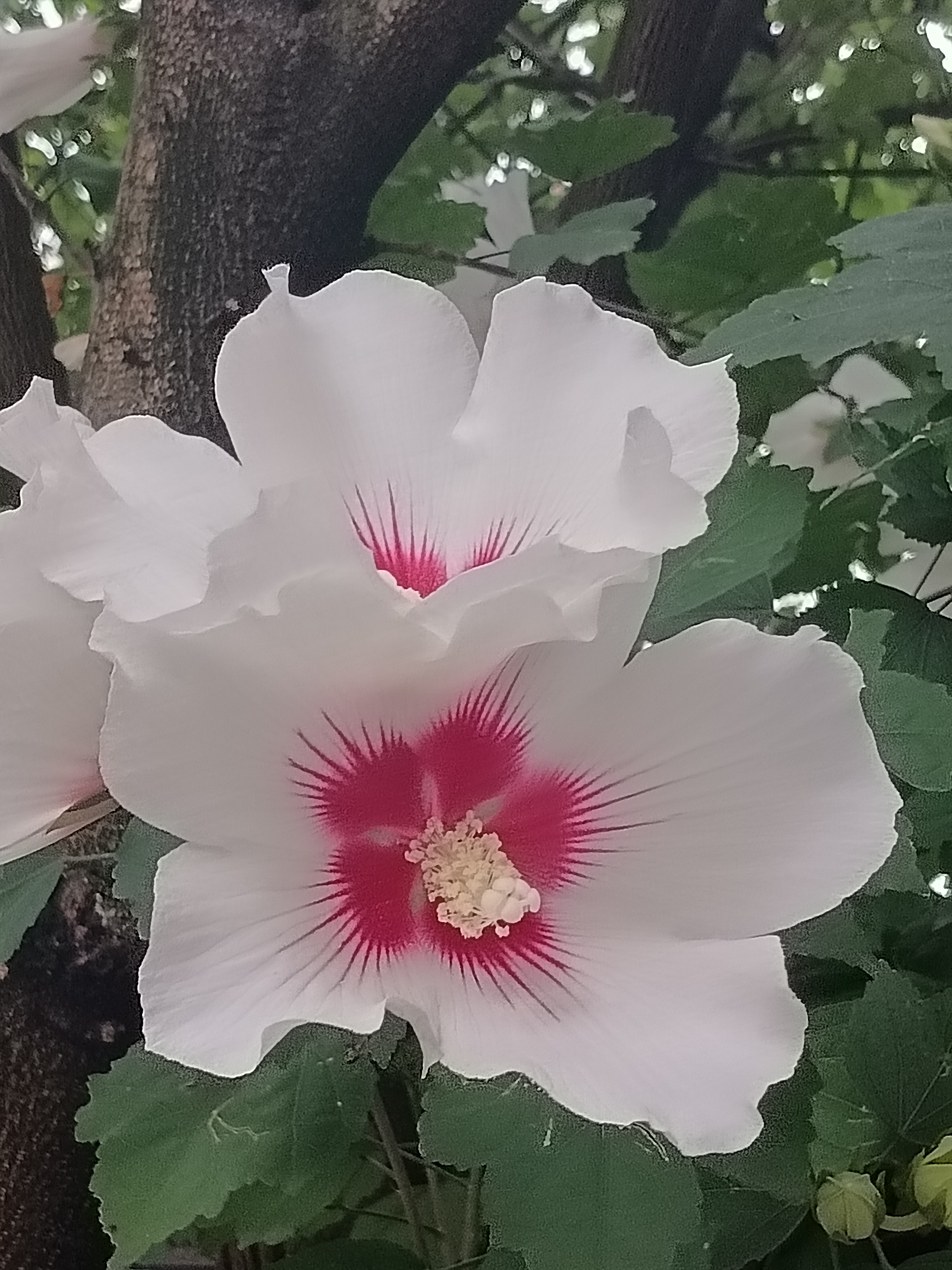《木槿花赞》木槿花开,淡雅而温婉.
