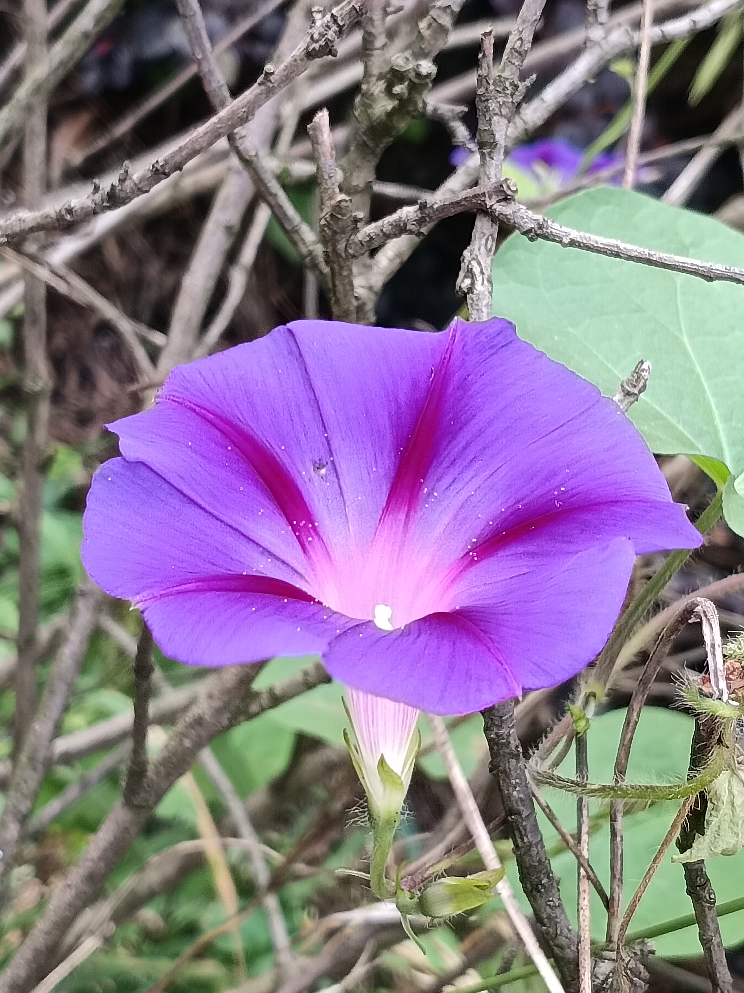 牵牛花,那小小的花朵,总是在晨曦中悄然绽放.