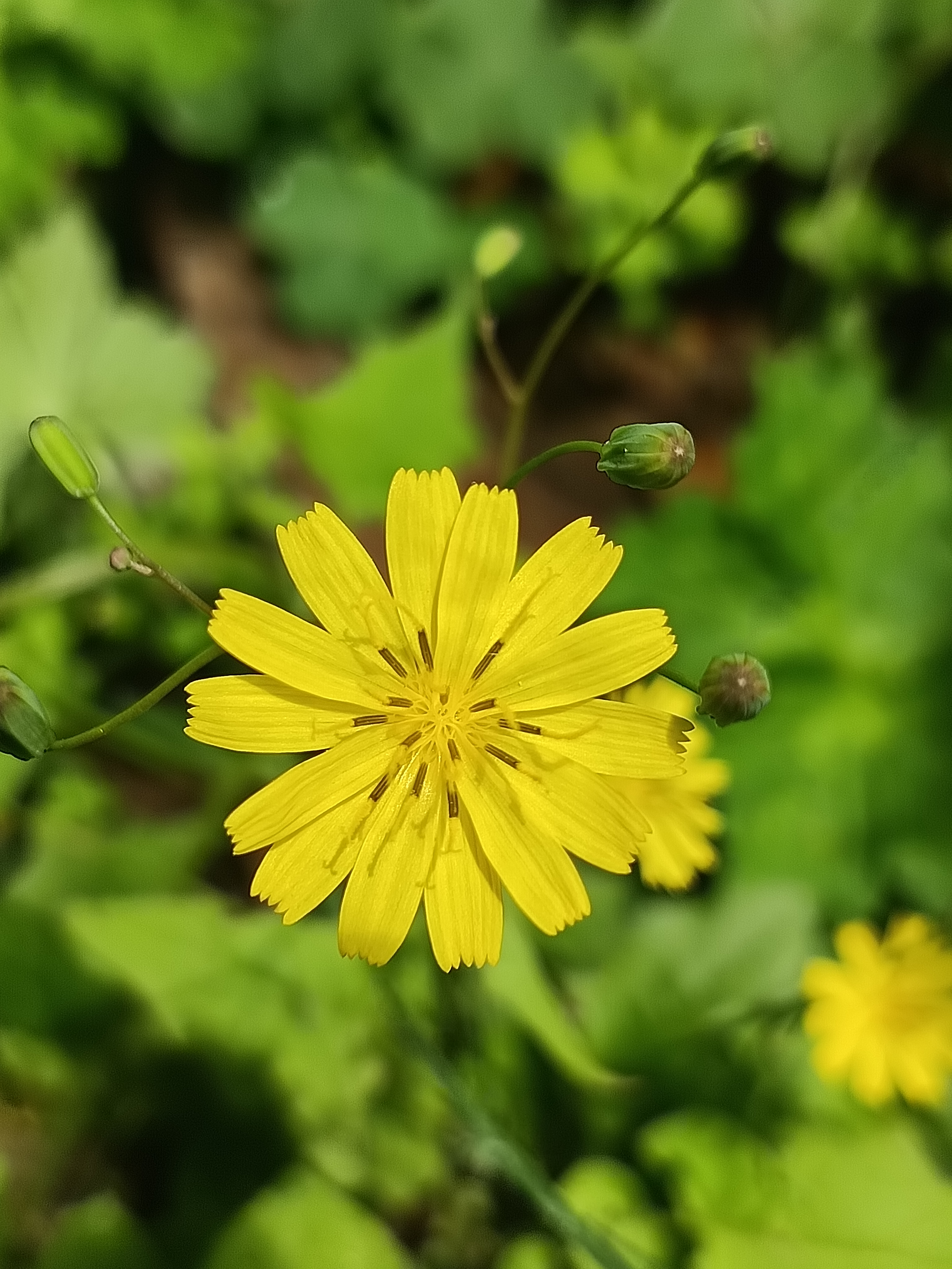 野菜黄芽菜图片图片