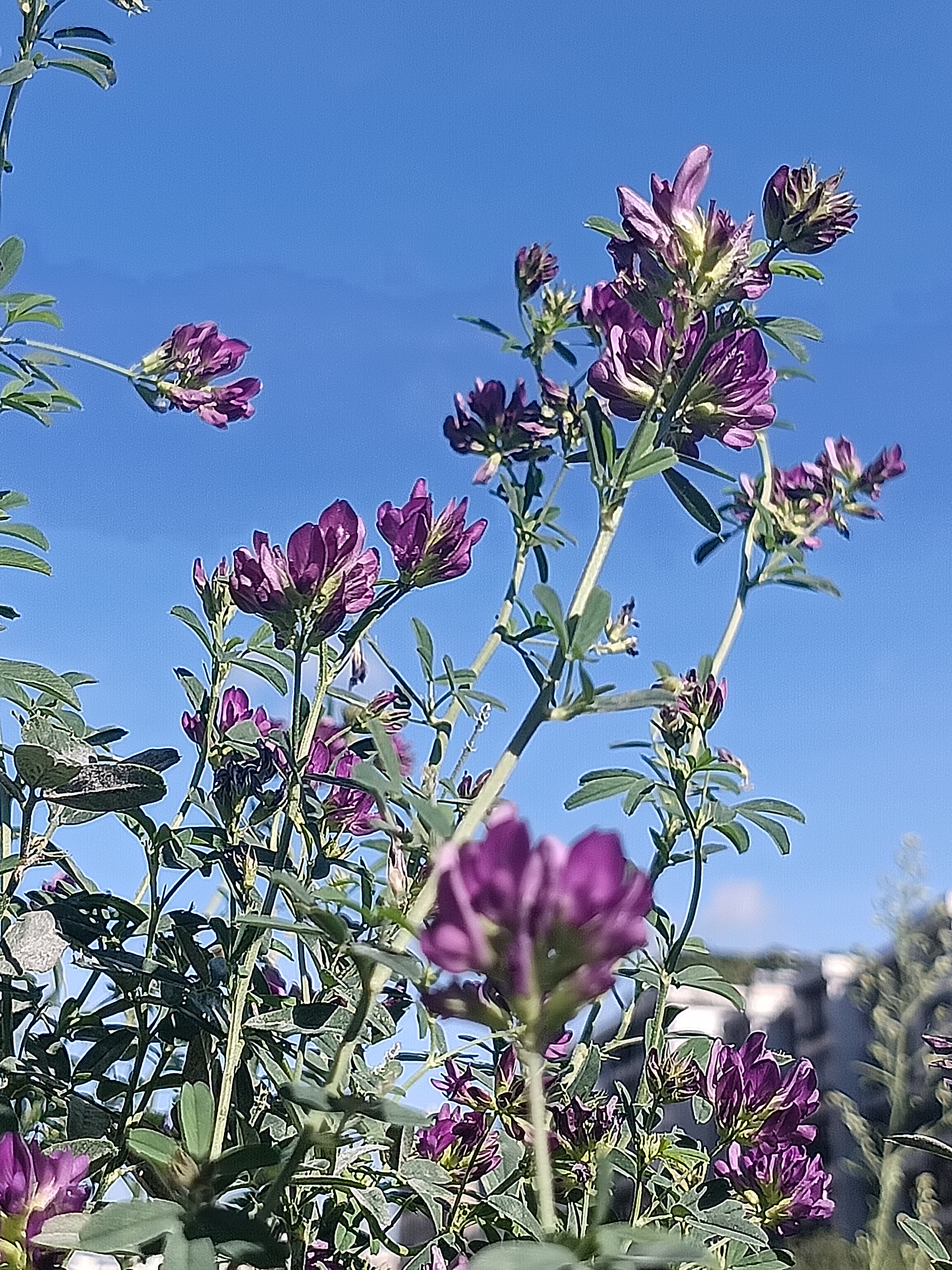 苜蓿花真实图片