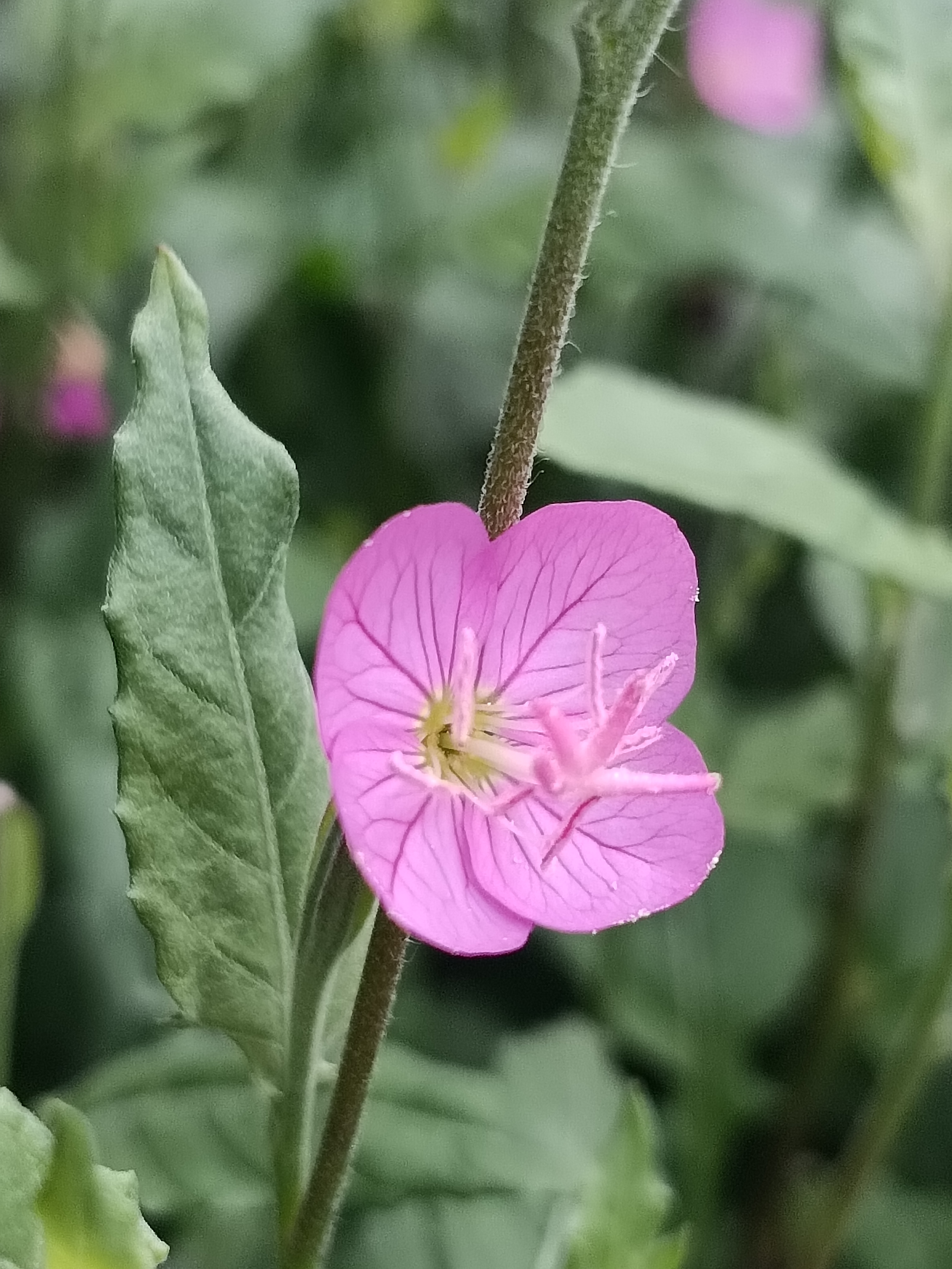 对月草开花图片图片