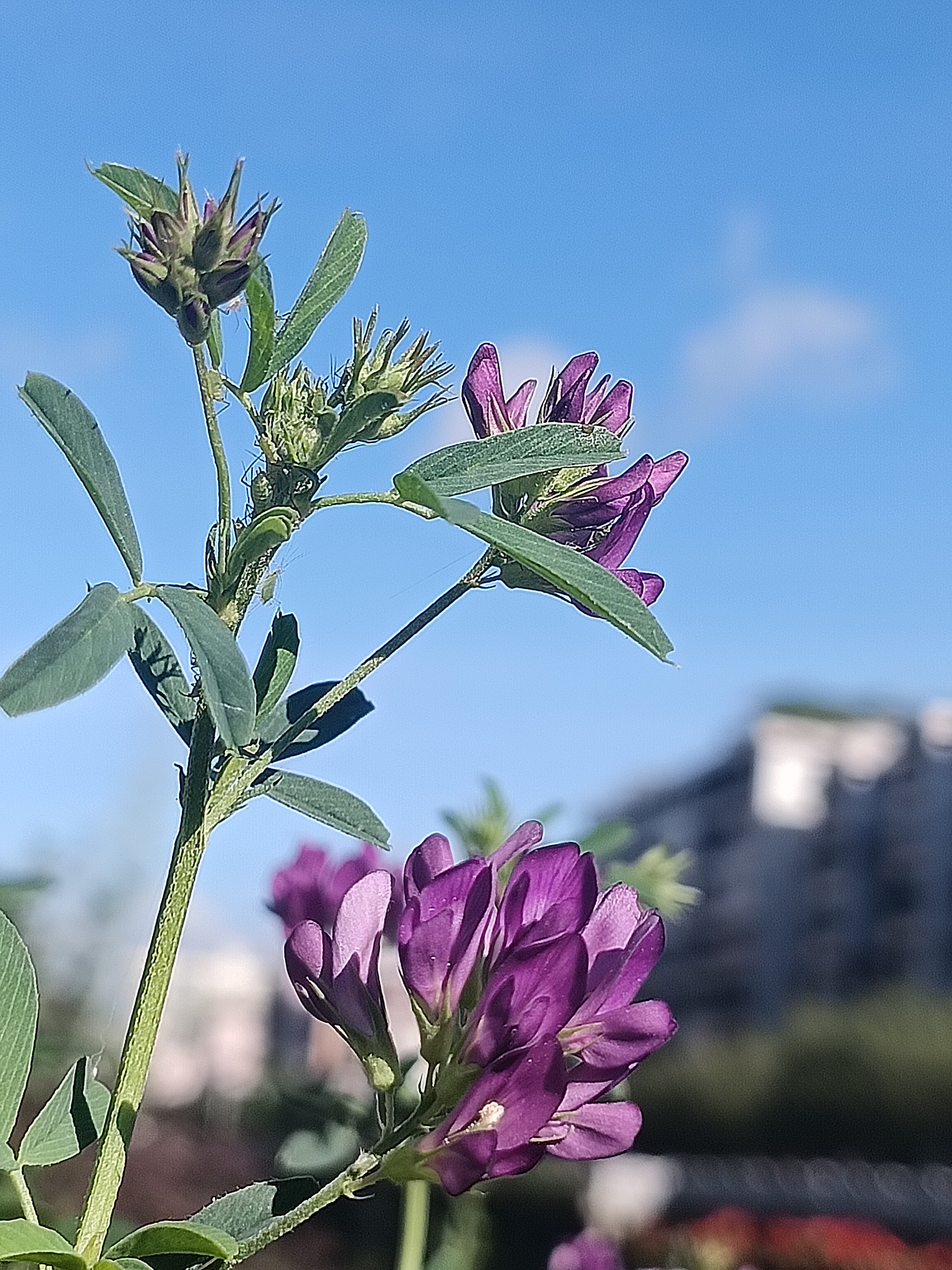 苜蓿花真实图片