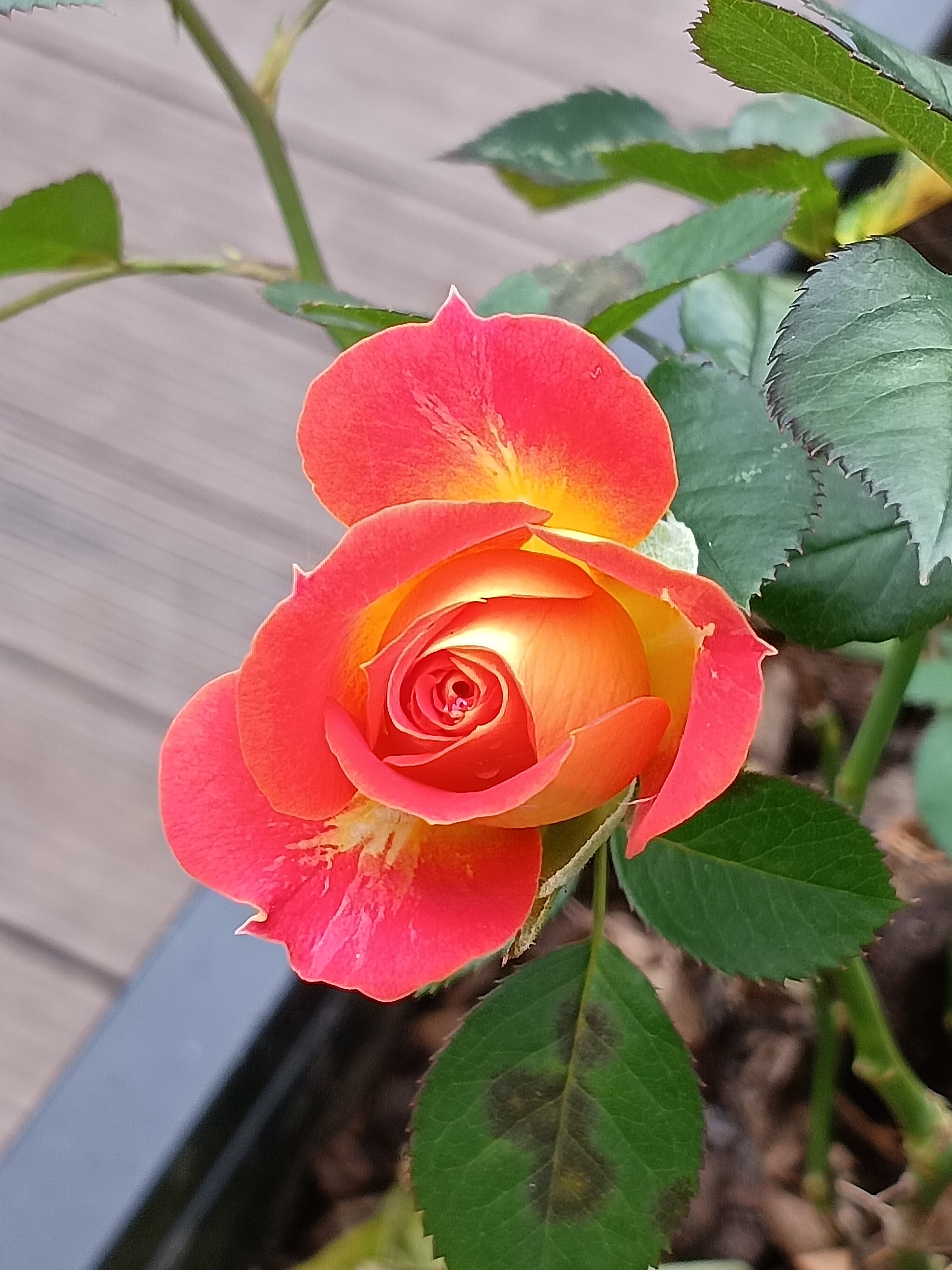 《赞月季花》月季花,四季常开,娇艳欲滴