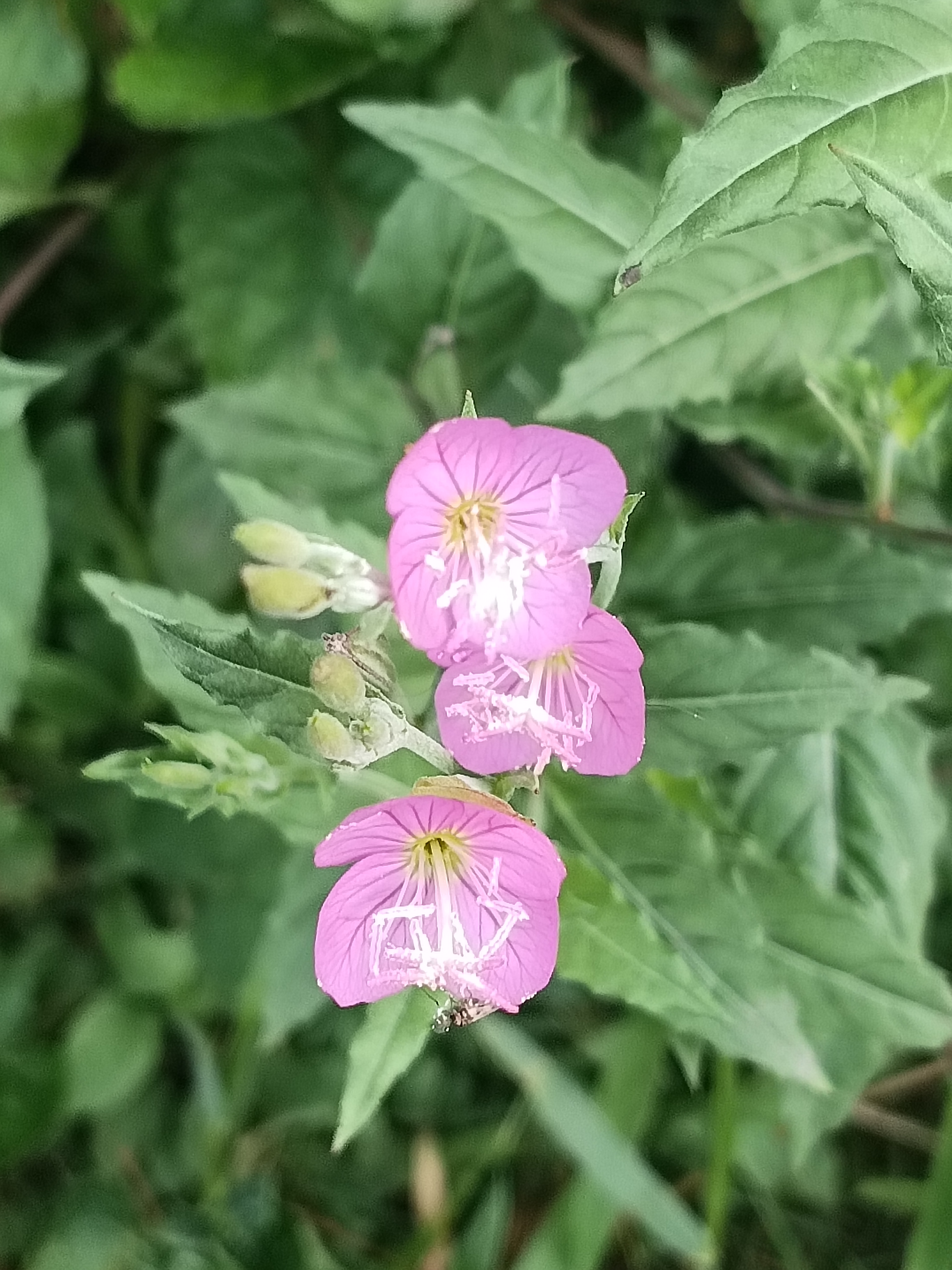 对月草花图片