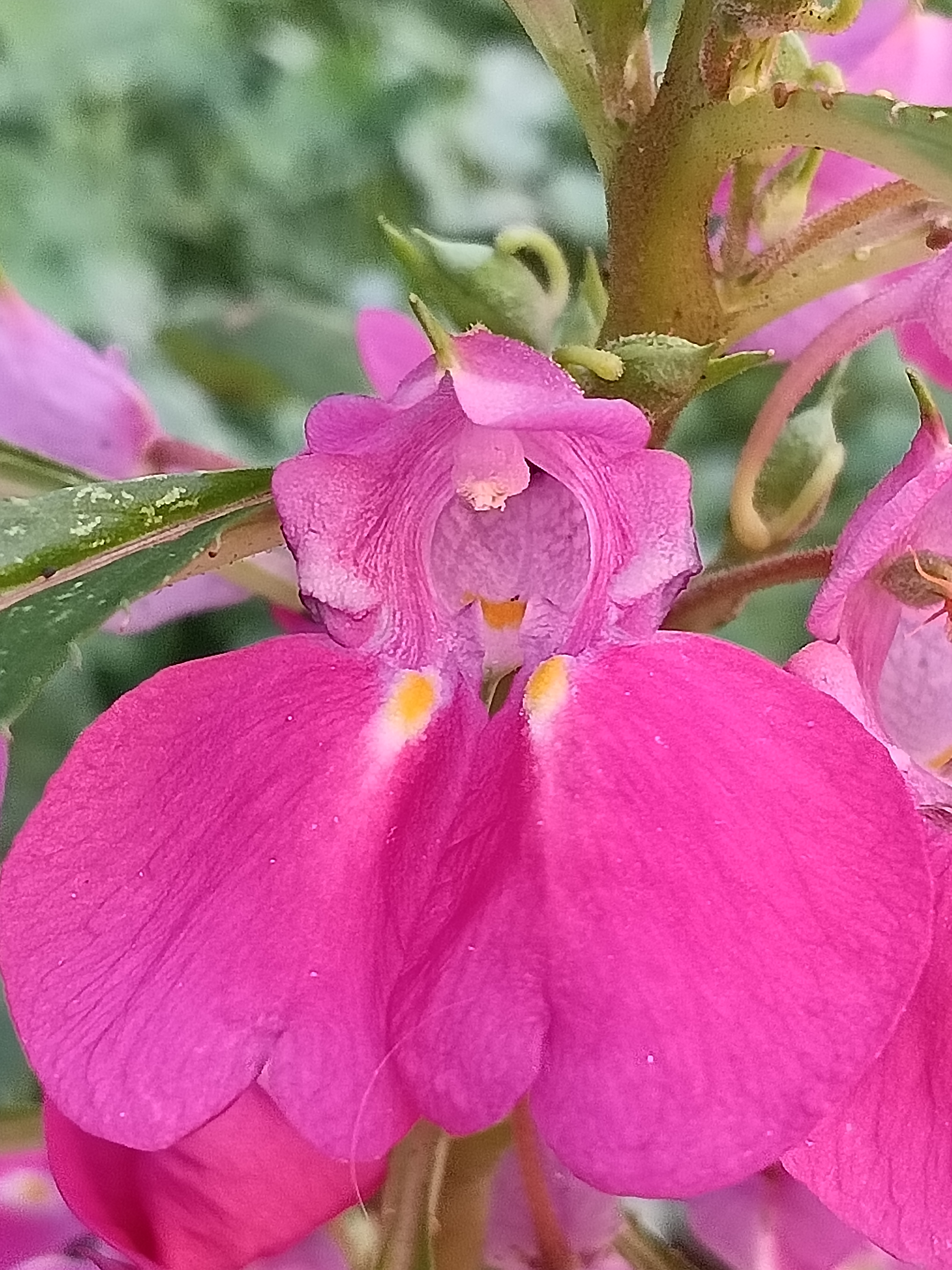 凤仙花季节图片