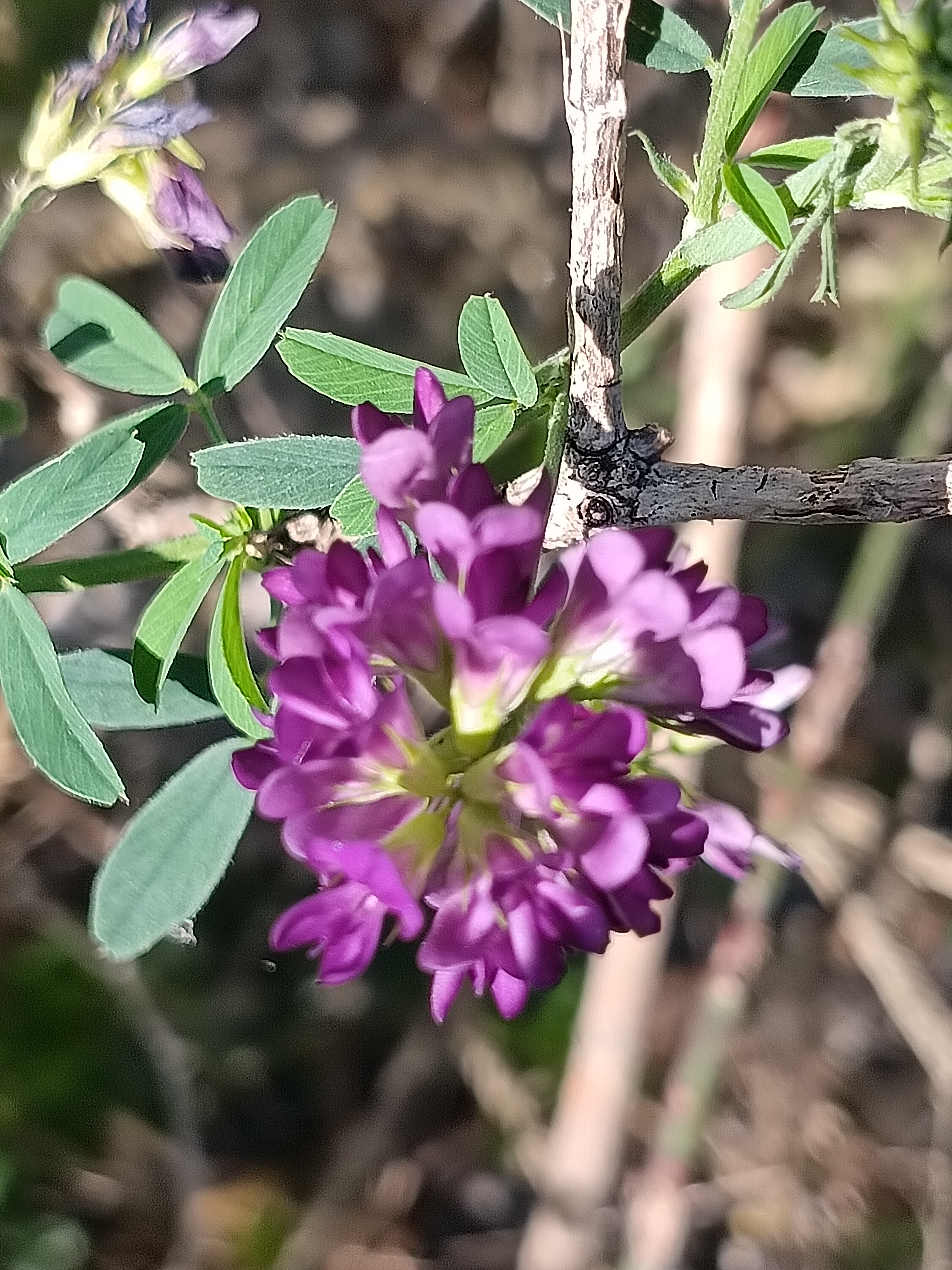 《紫苜蓿花赞》紫苜蓿花