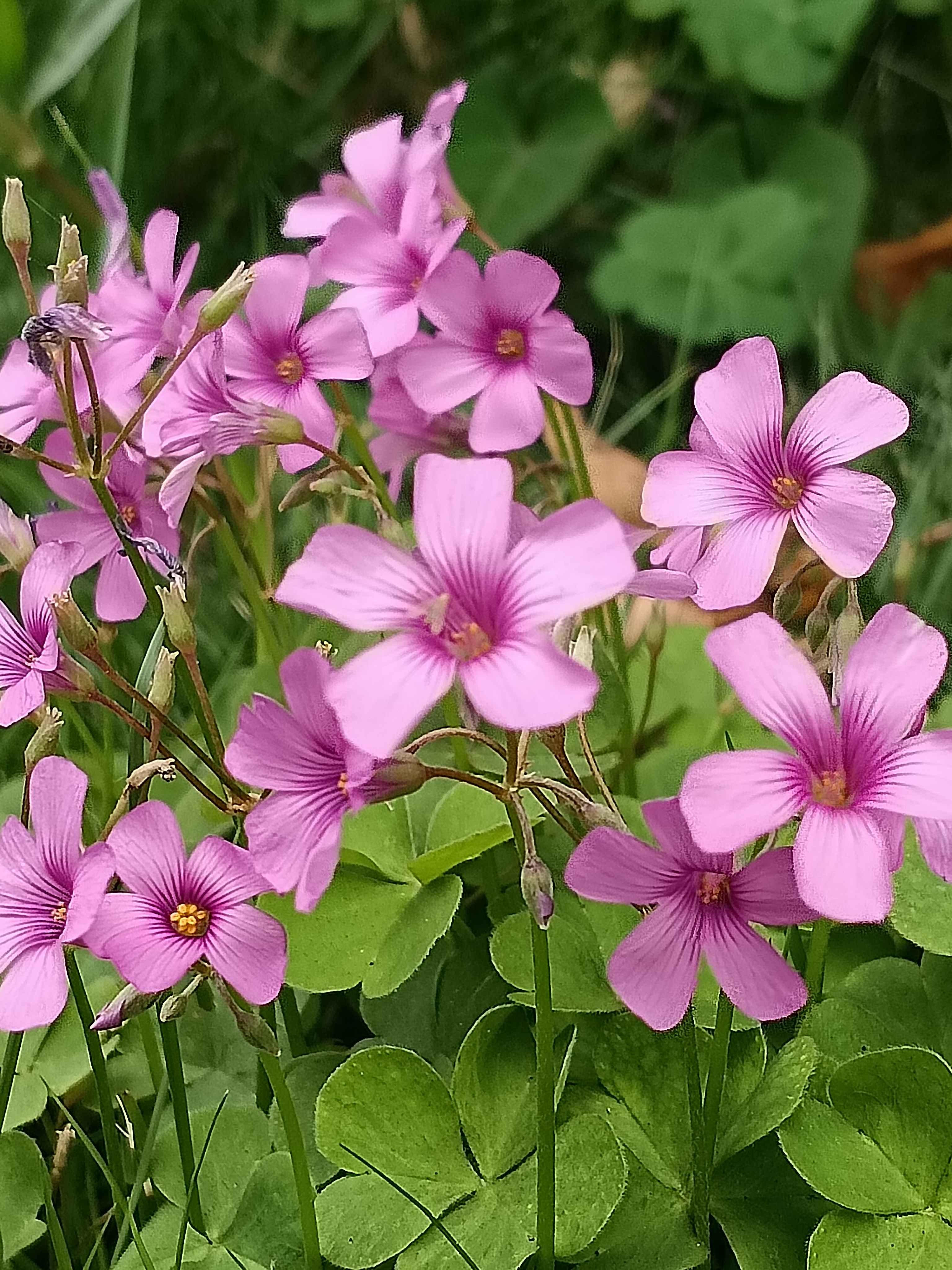 虽不名贵却用美丽点缀世界红花酢浆草值得我们