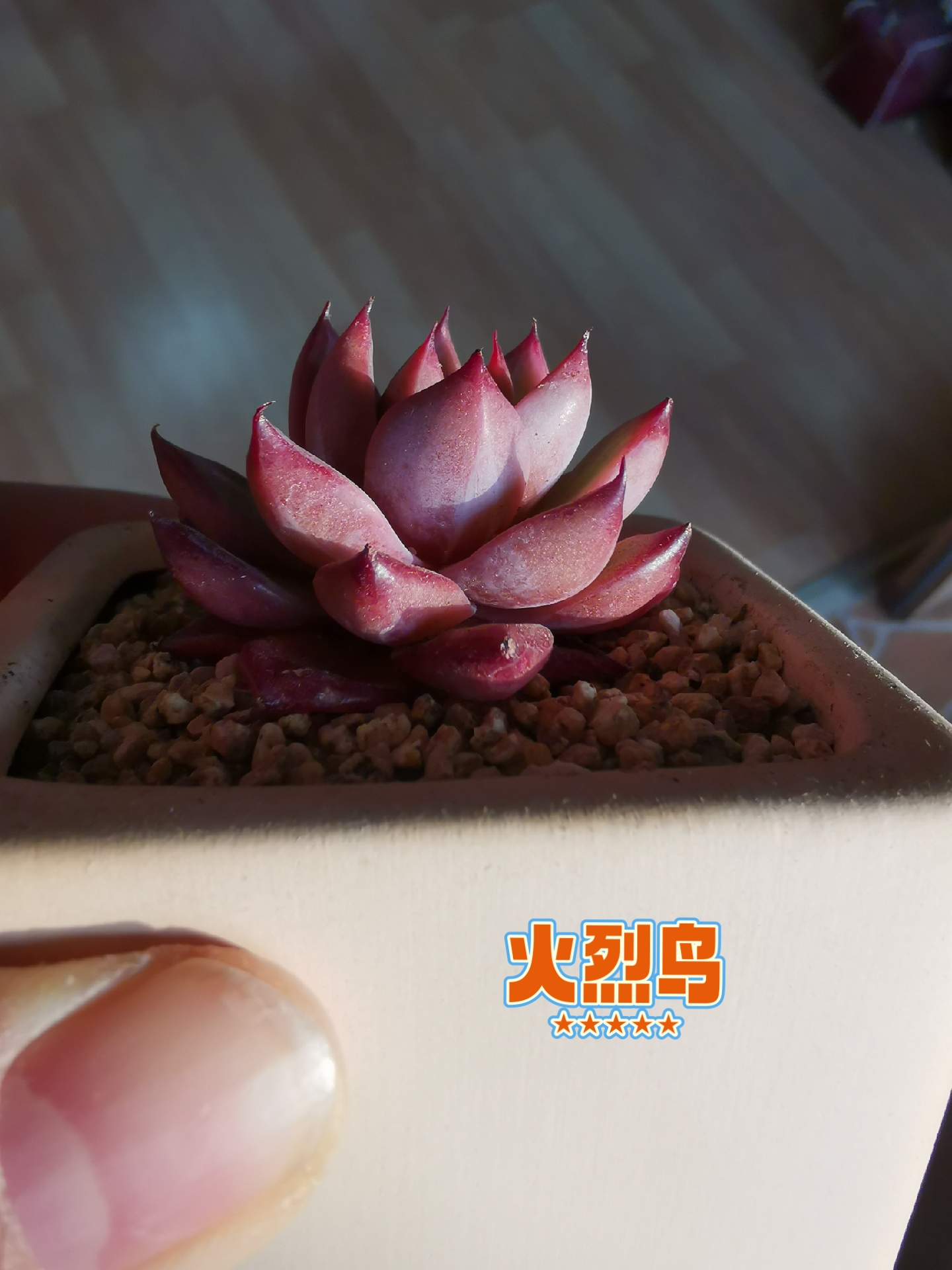 推荐三款红爪爪多肉,第一个水蜜桃也叫吉娃娃,超级优秀的品种,好养!