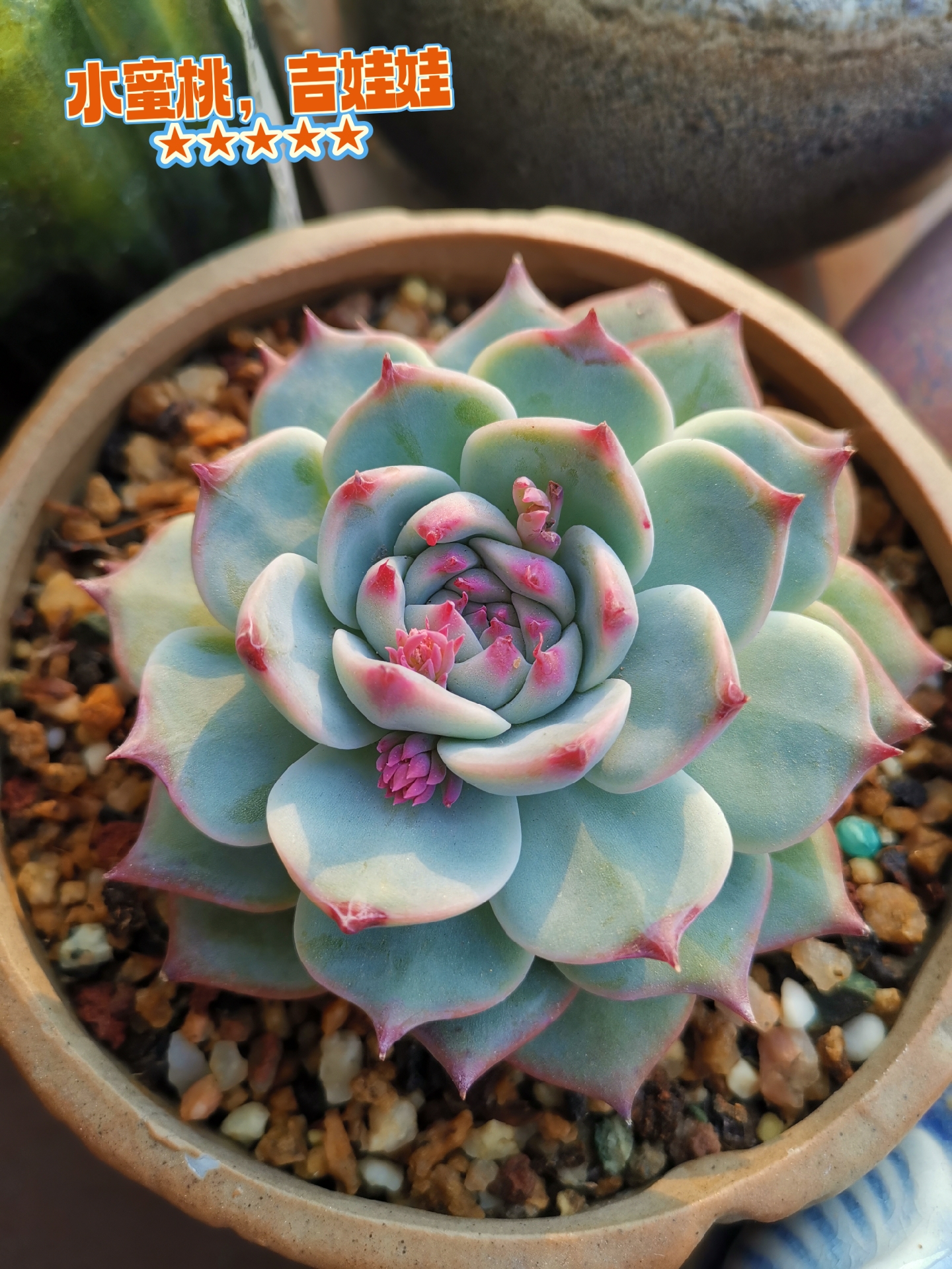 推荐三款红爪爪多肉,第一个水蜜桃也叫吉娃娃,超级优秀的品种,好养!