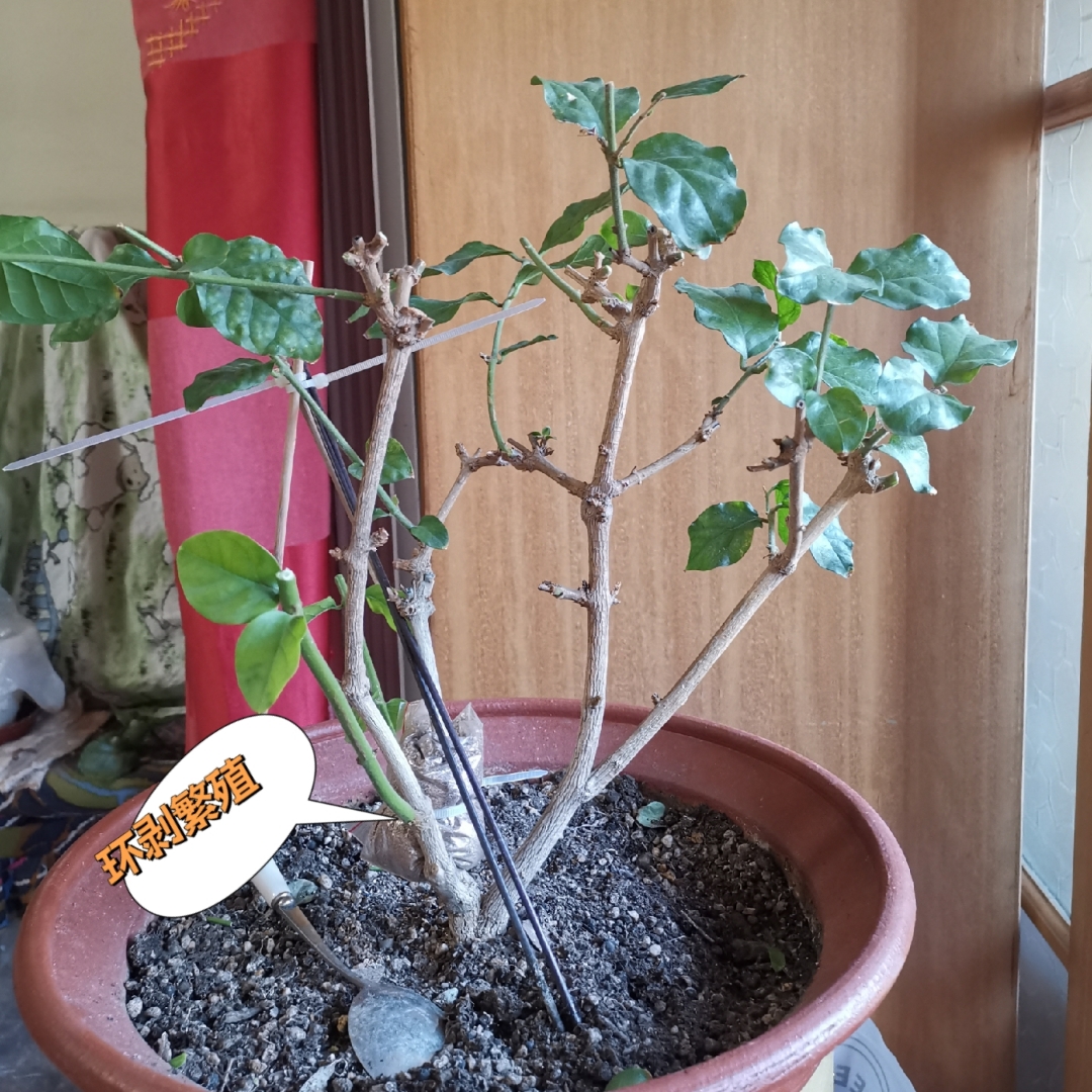 连续两年在茉莉春季重剪的时候水培扦插繁殖茉莉,第一年水培了三四十