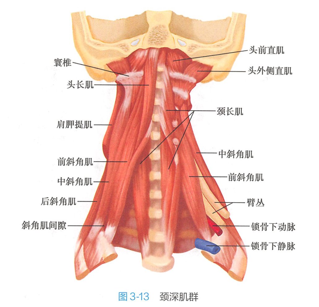 春节半个多月把生活规律都打乱了.仰卧瑜伽轮也偷懒停了