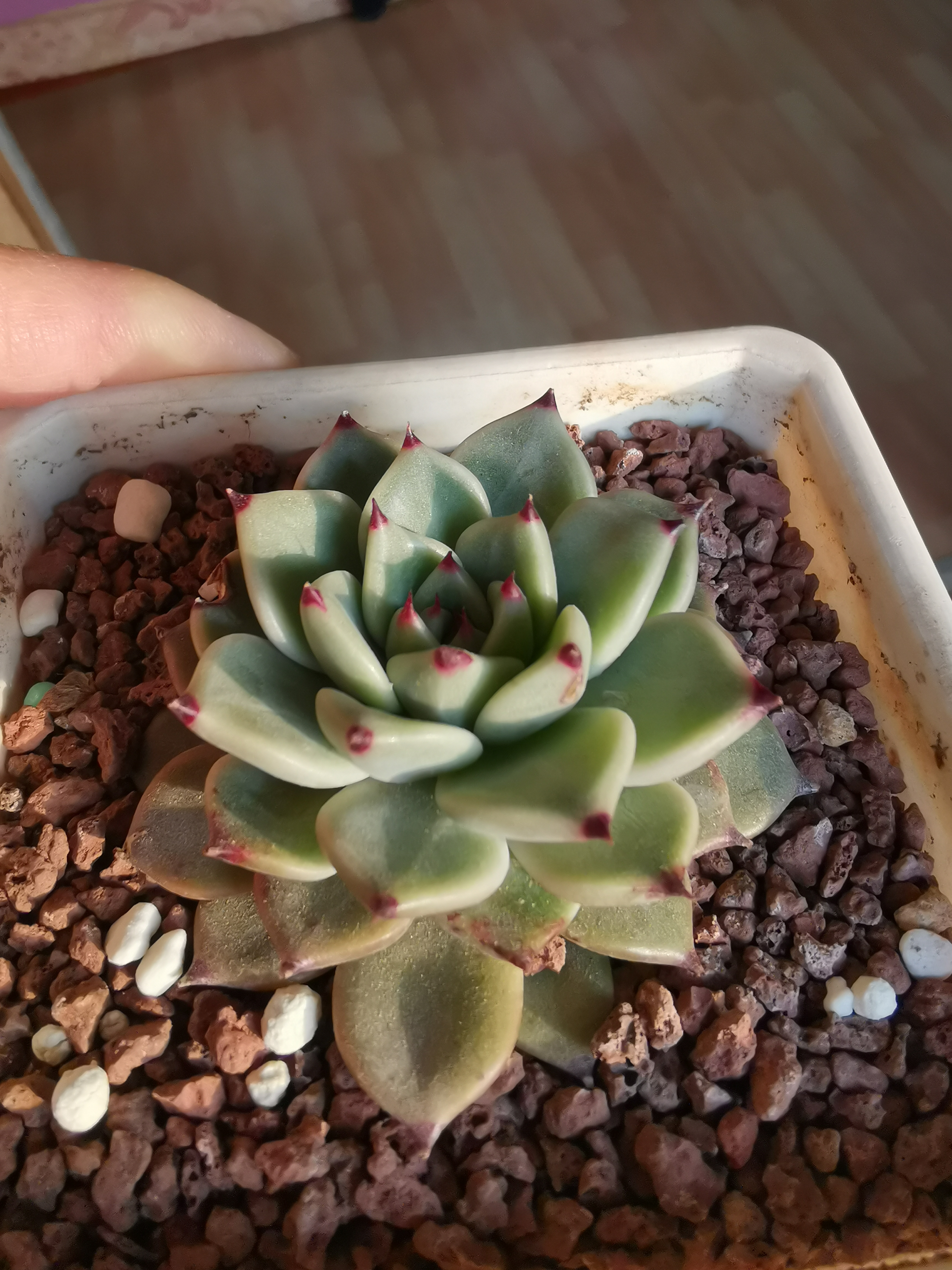 推荐三款红爪爪多肉,第一个水蜜桃也叫吉娃娃,超级优秀的品种,好养!