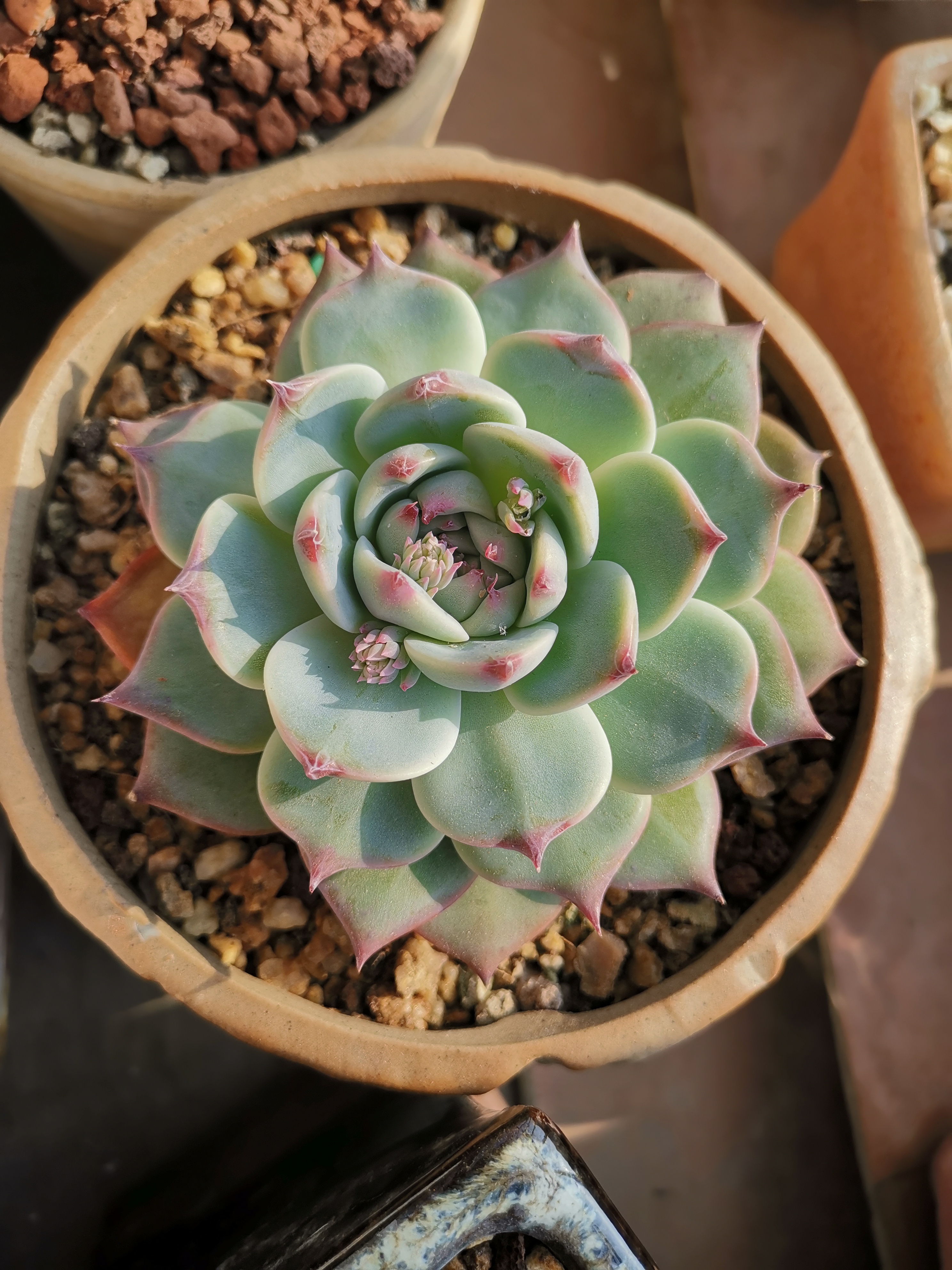 推荐三款红爪爪多肉,第一个水蜜桃也叫吉娃娃,超级优秀的品种,好养!