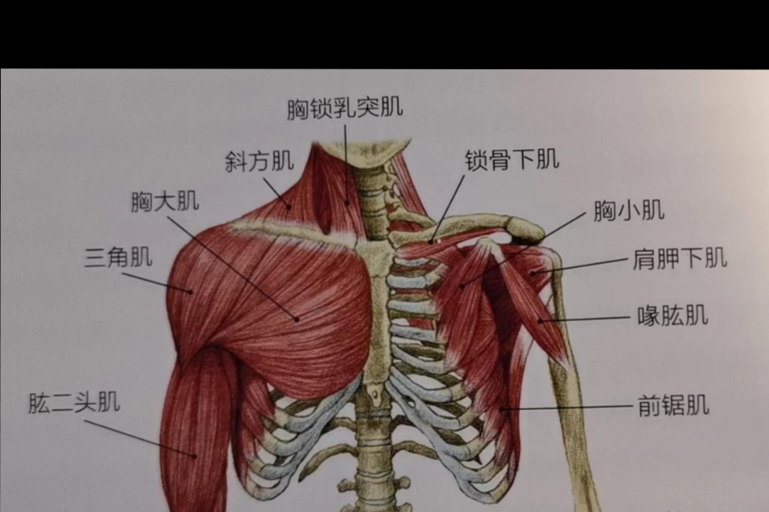 斜方肌又厚又硬酸痛,折腾. 胸椎颈椎肩各种练,会发现新问题层出不穷