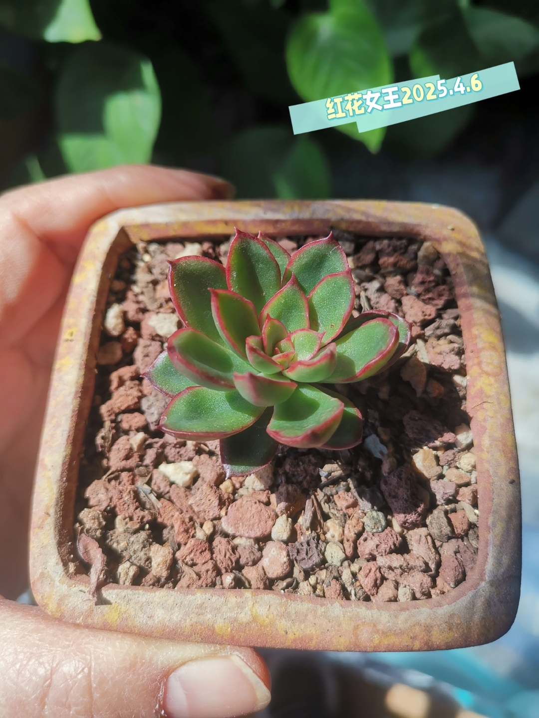多肉红花女王,丑的话,别放弃!