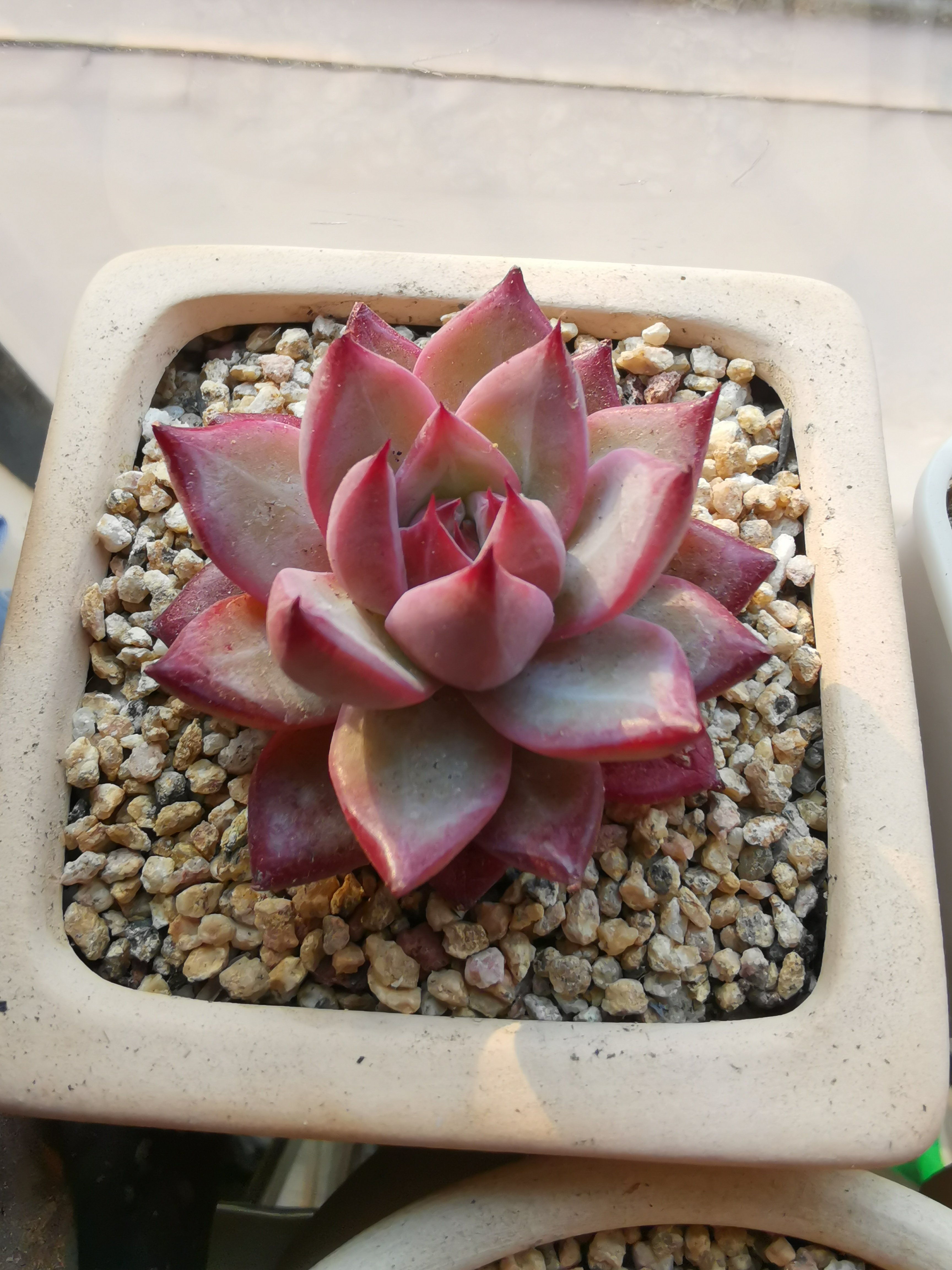 推荐三款红爪爪多肉,第一个水蜜桃也叫吉娃娃,超级优秀的品种,好养!