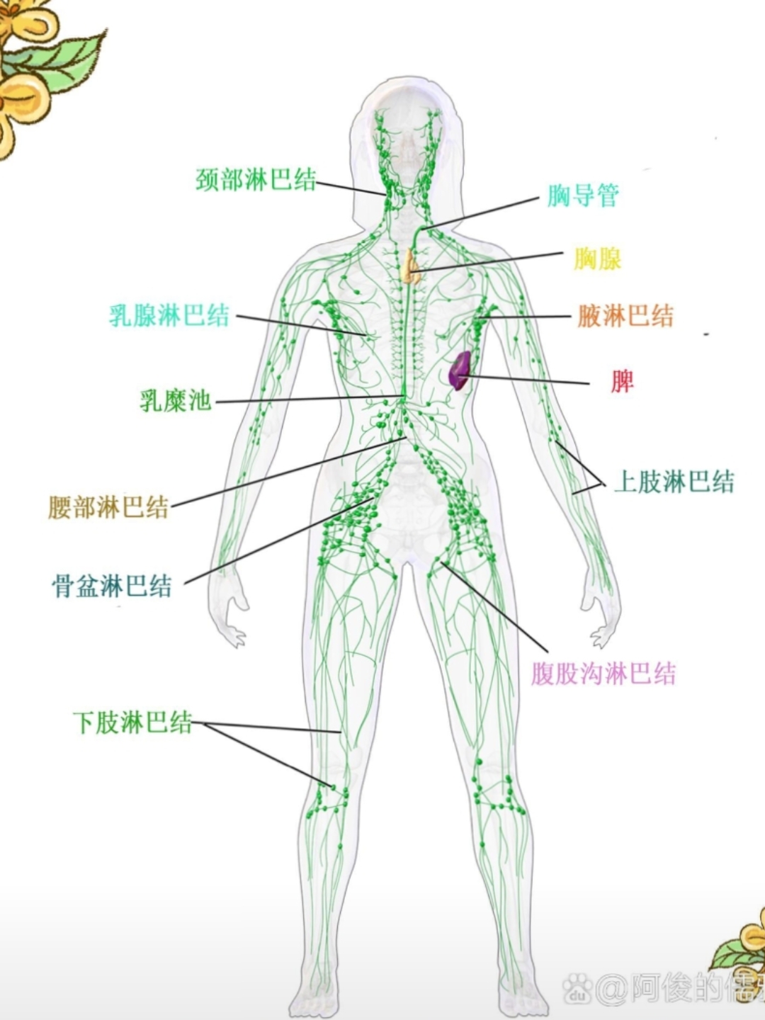 ,我们关注于可控因素:身体淋巴系统