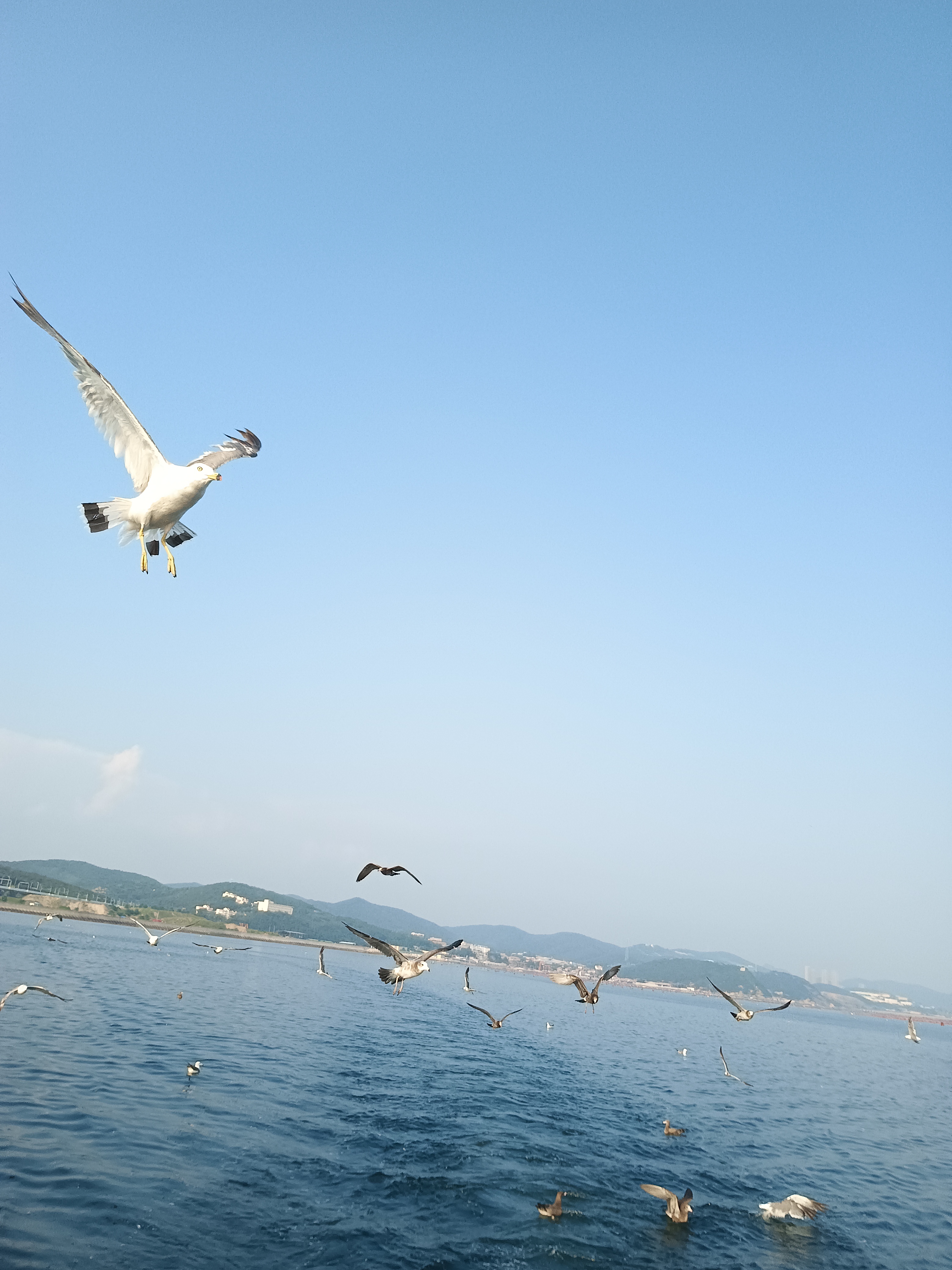 阳光大海海鸥图片图片