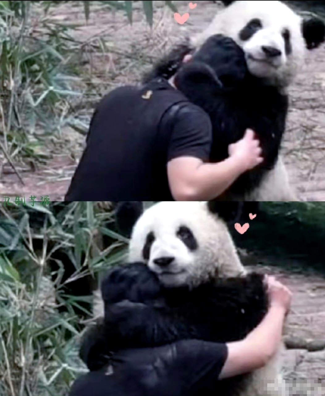 大熊猫萌兰
